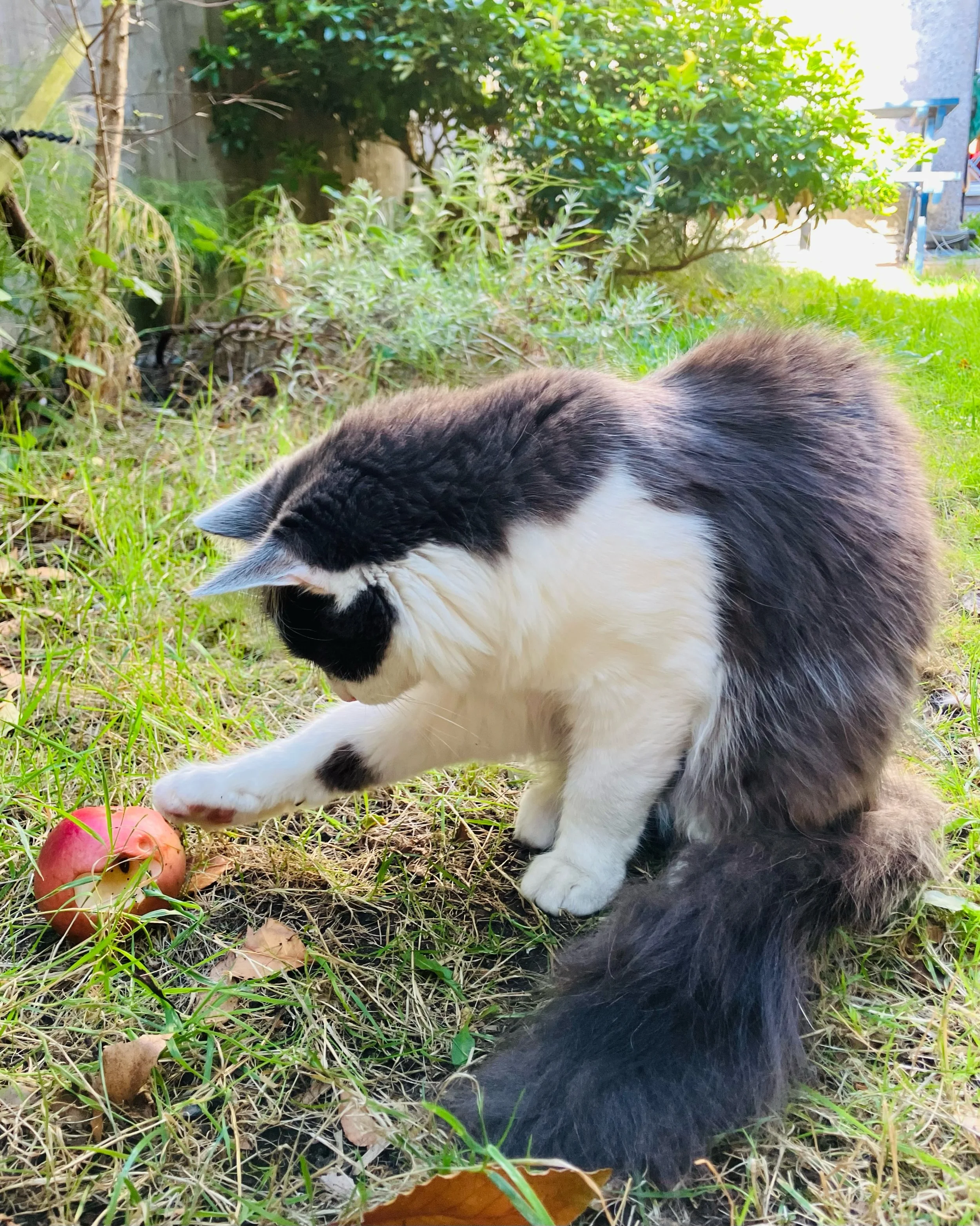 Chilli and the Faller 🍎🍂 Or&hellip; His First Autumn 🖼️ 

#cats_of_instagram #caturday