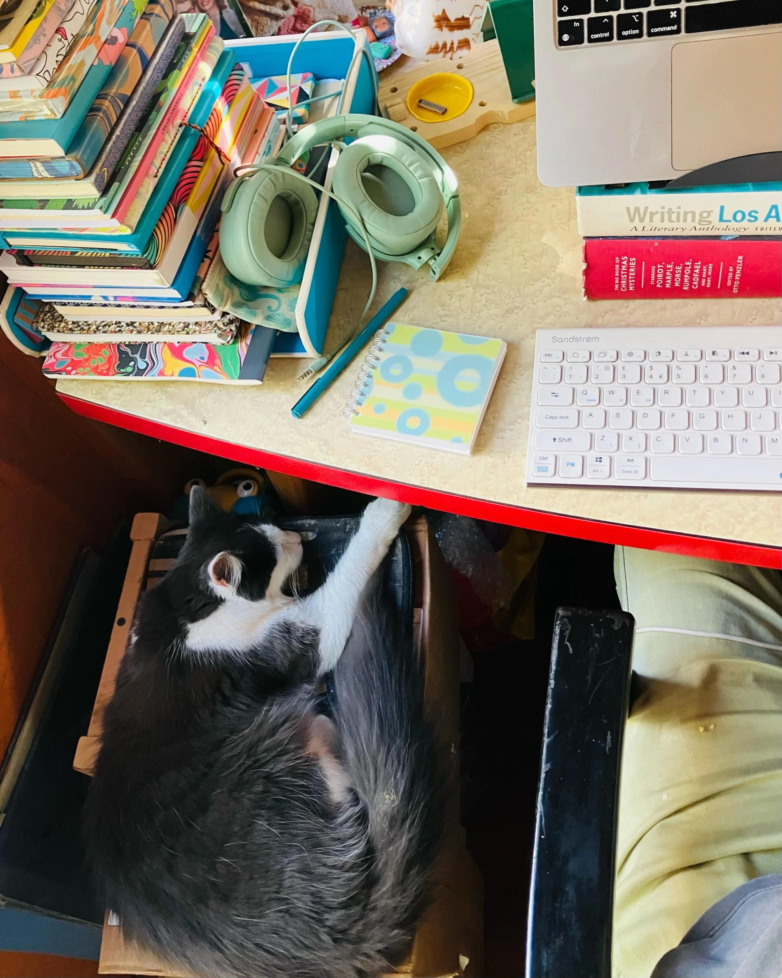 Co-working space ✍️😻 He knocked at the hut door then took his place &hellip;✨ 

#amwriting #writingprocess #writersandcats #sheshed #sheshedstyle