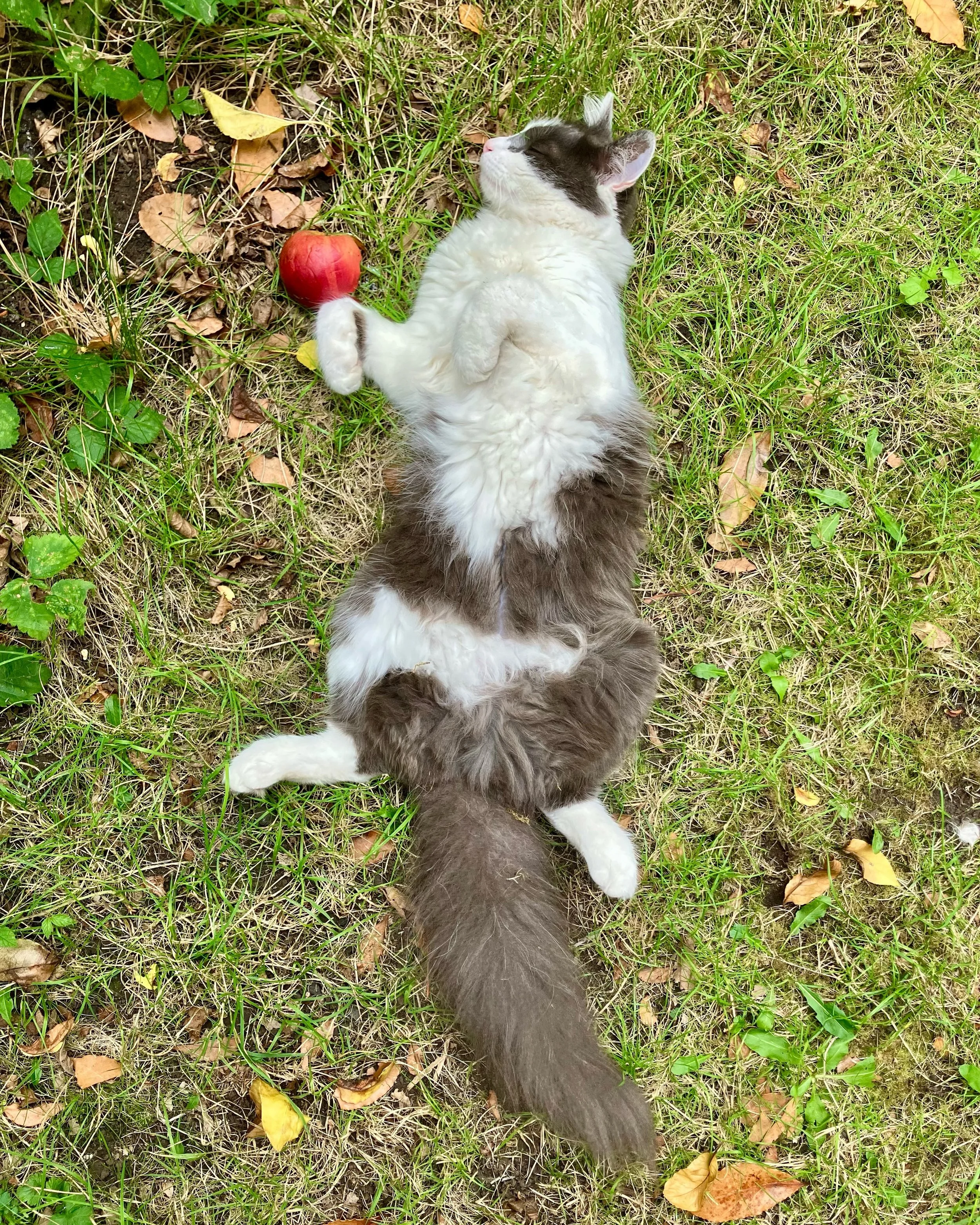 I&rsquo;m between deadlines and finding it very weird to be doing nothing &hellip; My cat? Does not have this problem! Styling out autumnal sunbathing. Be more Chilli, is probably the ticket 🌶️😎 

#autumncat #writinglife #writersandcats