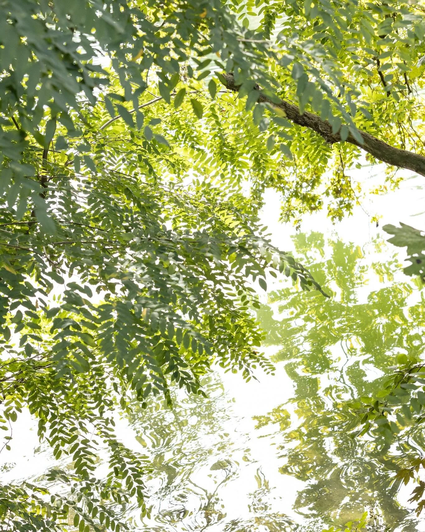 Doorheen het water 🪷

Het is hier bewust stil. Ik zit steeds minder online en beleef meer in het nu. Nu is buiten zijn. Nu is in mijn eigen huisje zakken. Nu is gewoon, leven.

Het is zo&rsquo;n vreemde plaats, dat Nu. Ik zie in mijn omgeving dat in