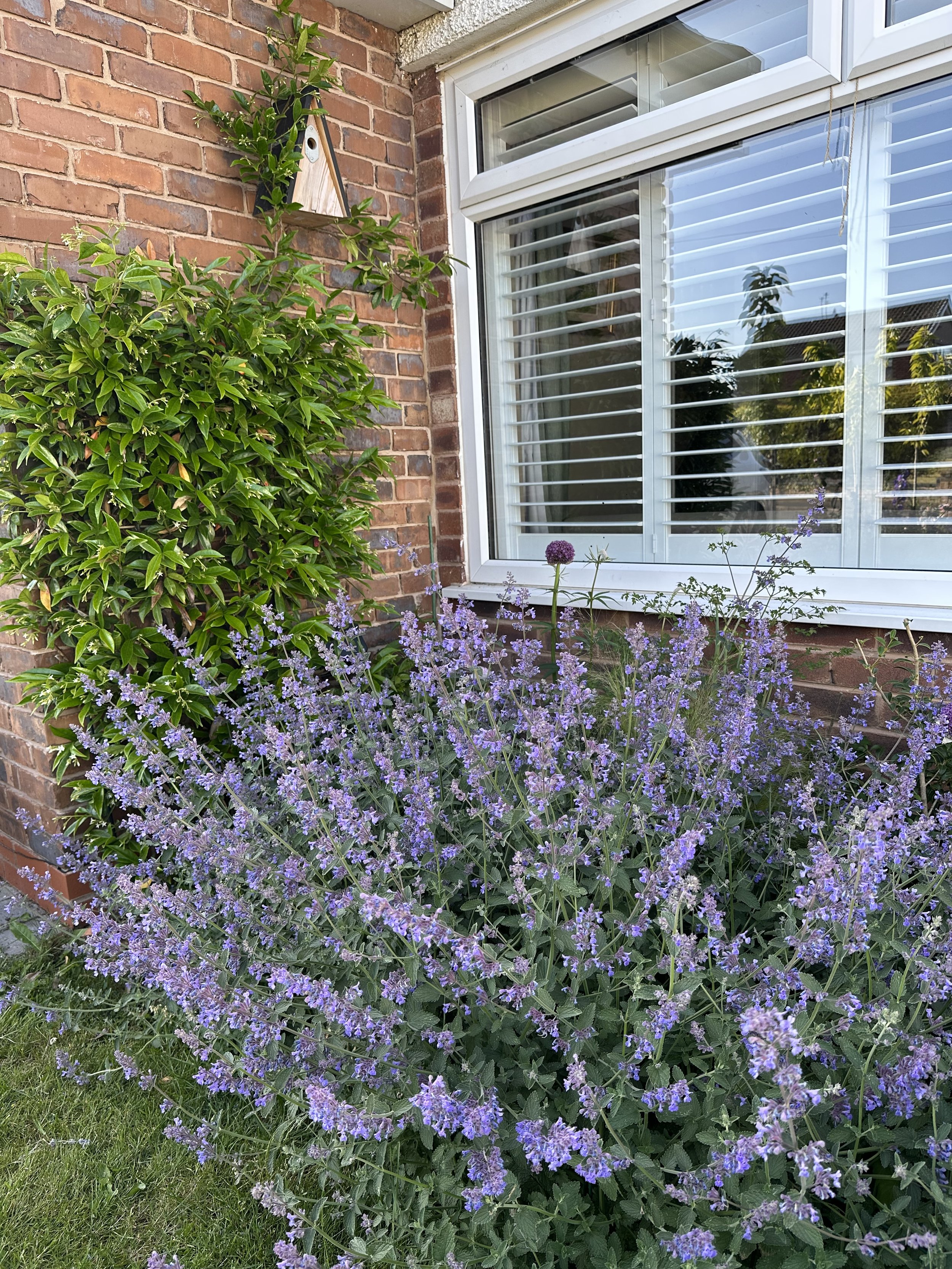Front garden 2.jpg
