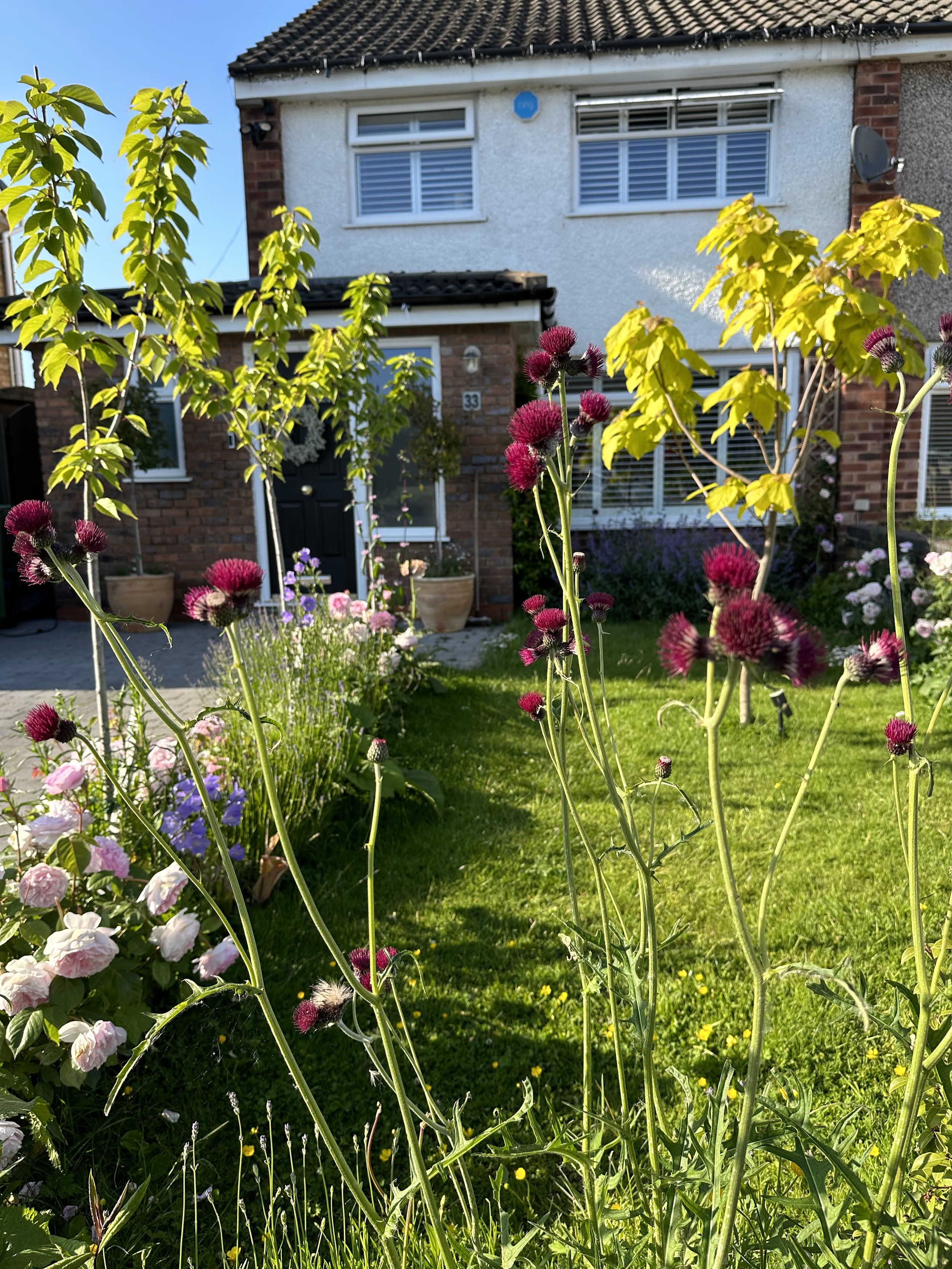 Front garden 6.jpg
