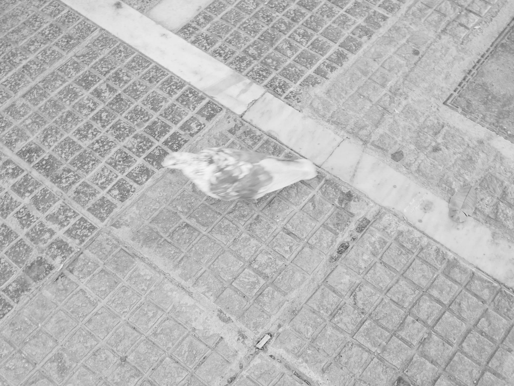 IMG_2264.jpeg
