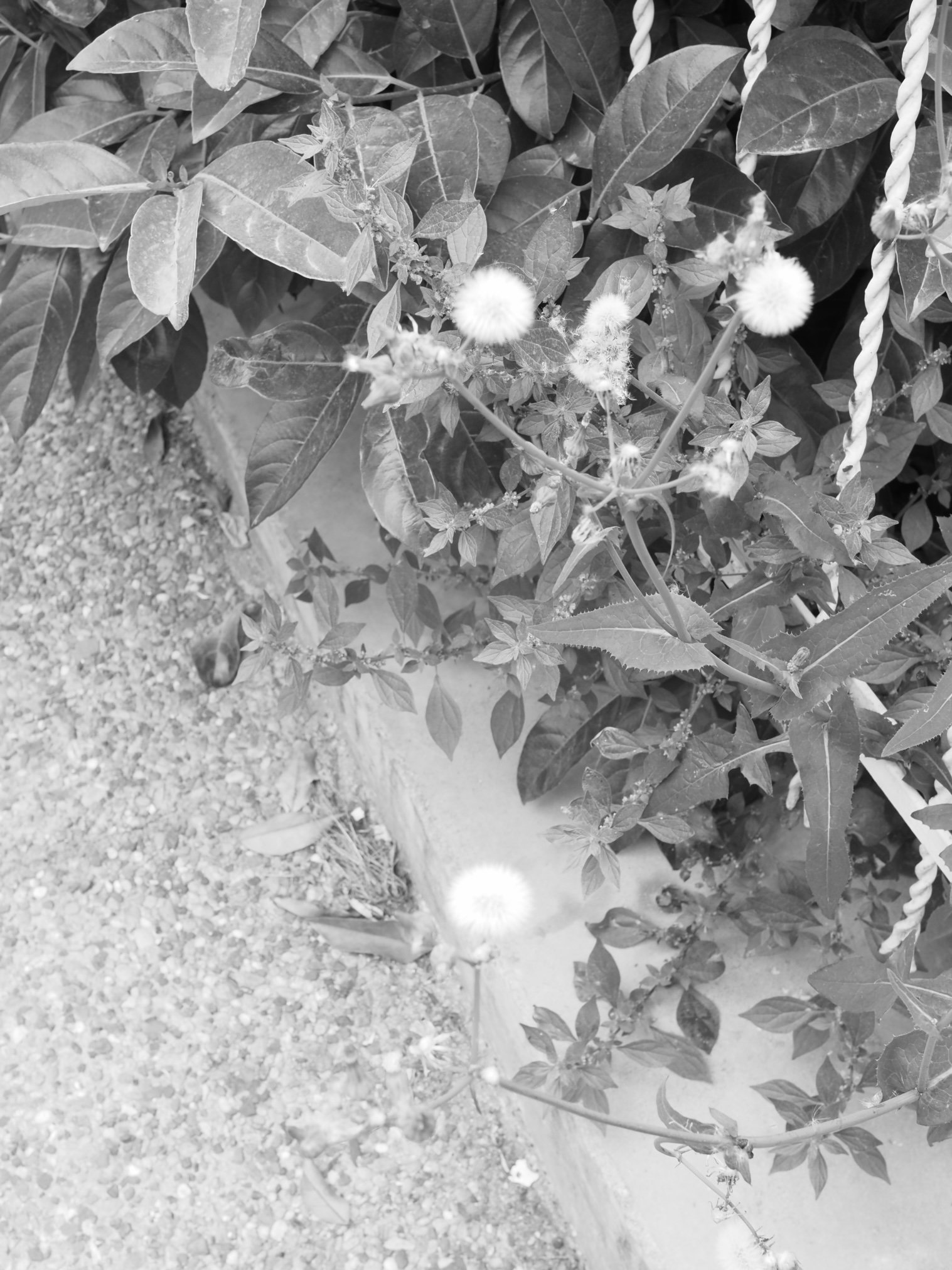 IMG_2524.jpeg