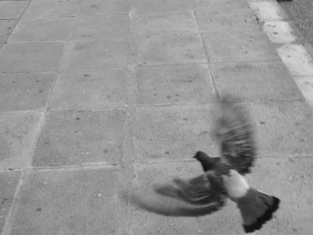 P9280413 (2).jpeg