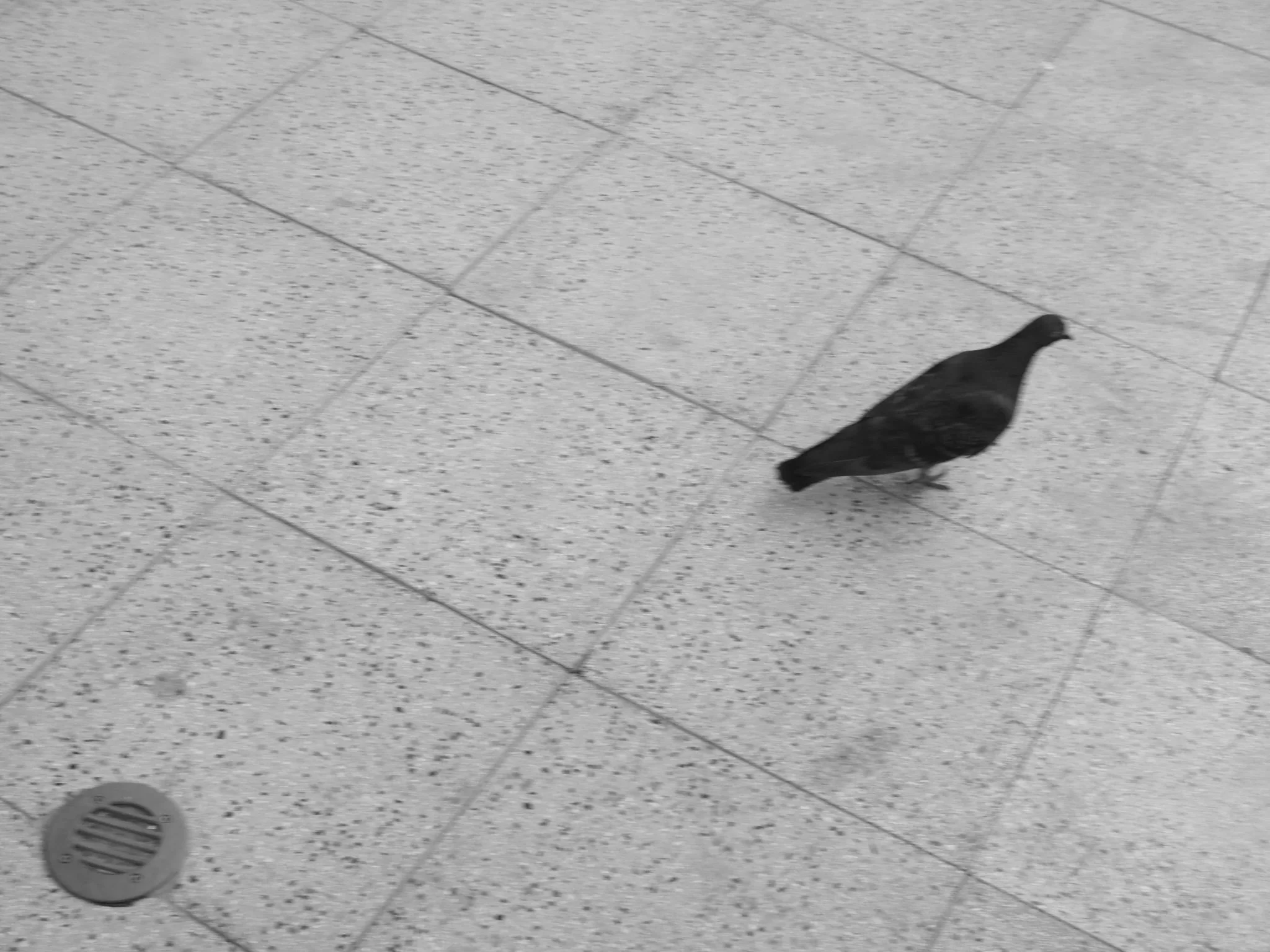 IMG_2995.jpeg