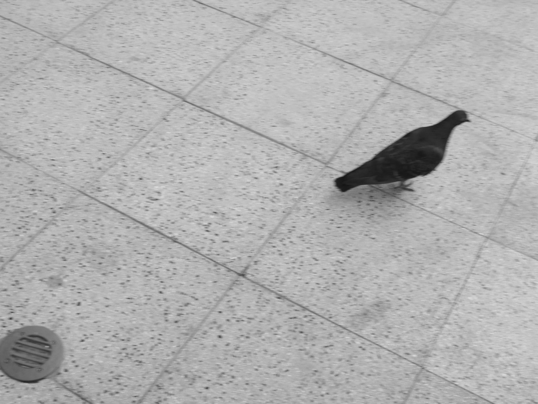 IMG_2995.jpeg