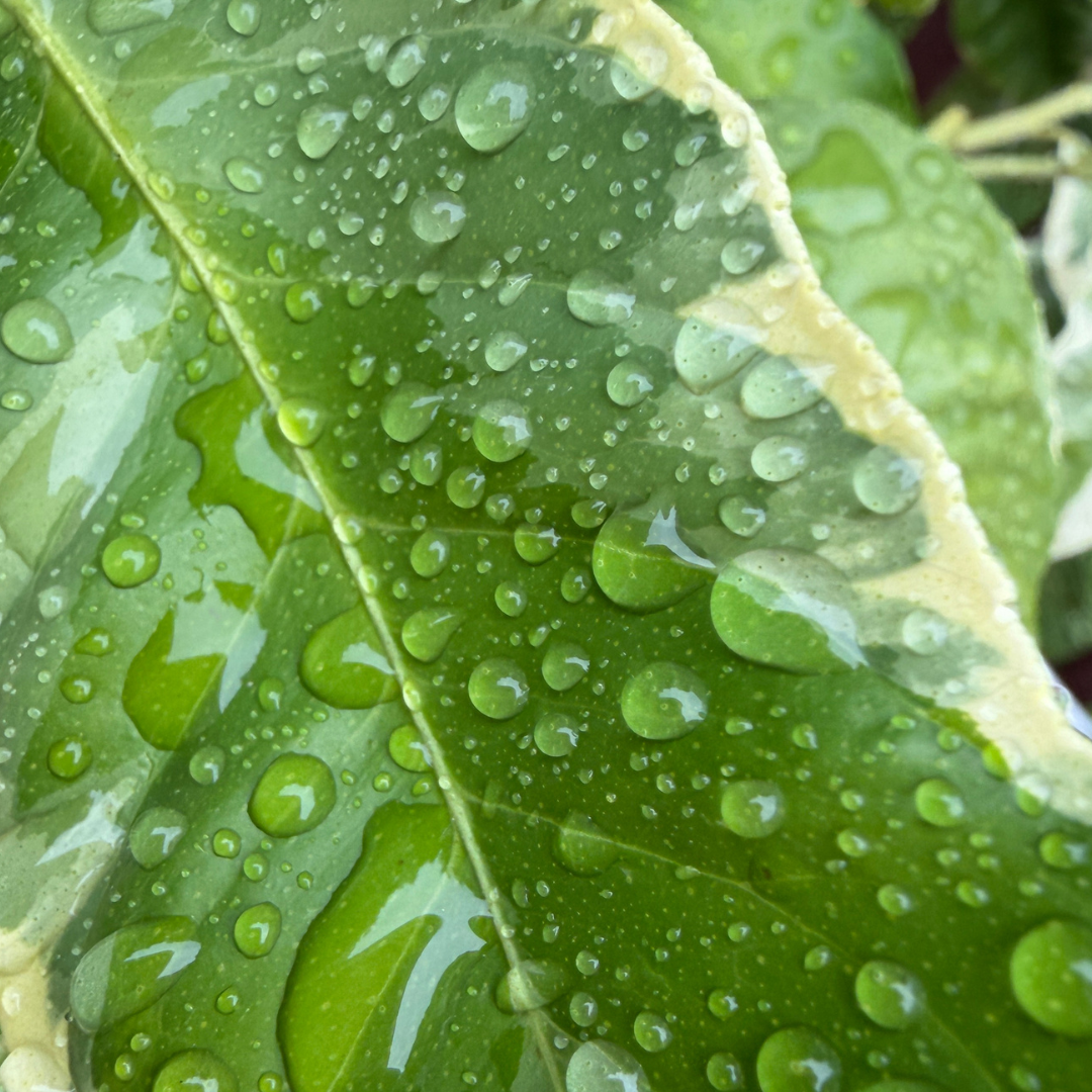 The Season of Transition: Why September Exhausts Your Nervous System