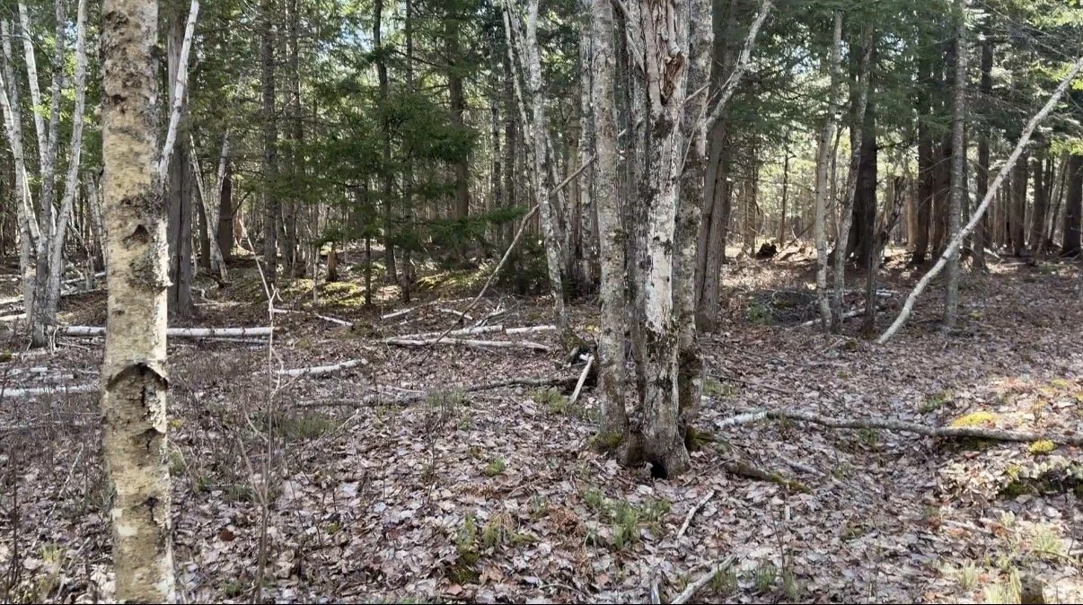 the_birches_collective_wellness_a_sunlit_birch_forest.jpg