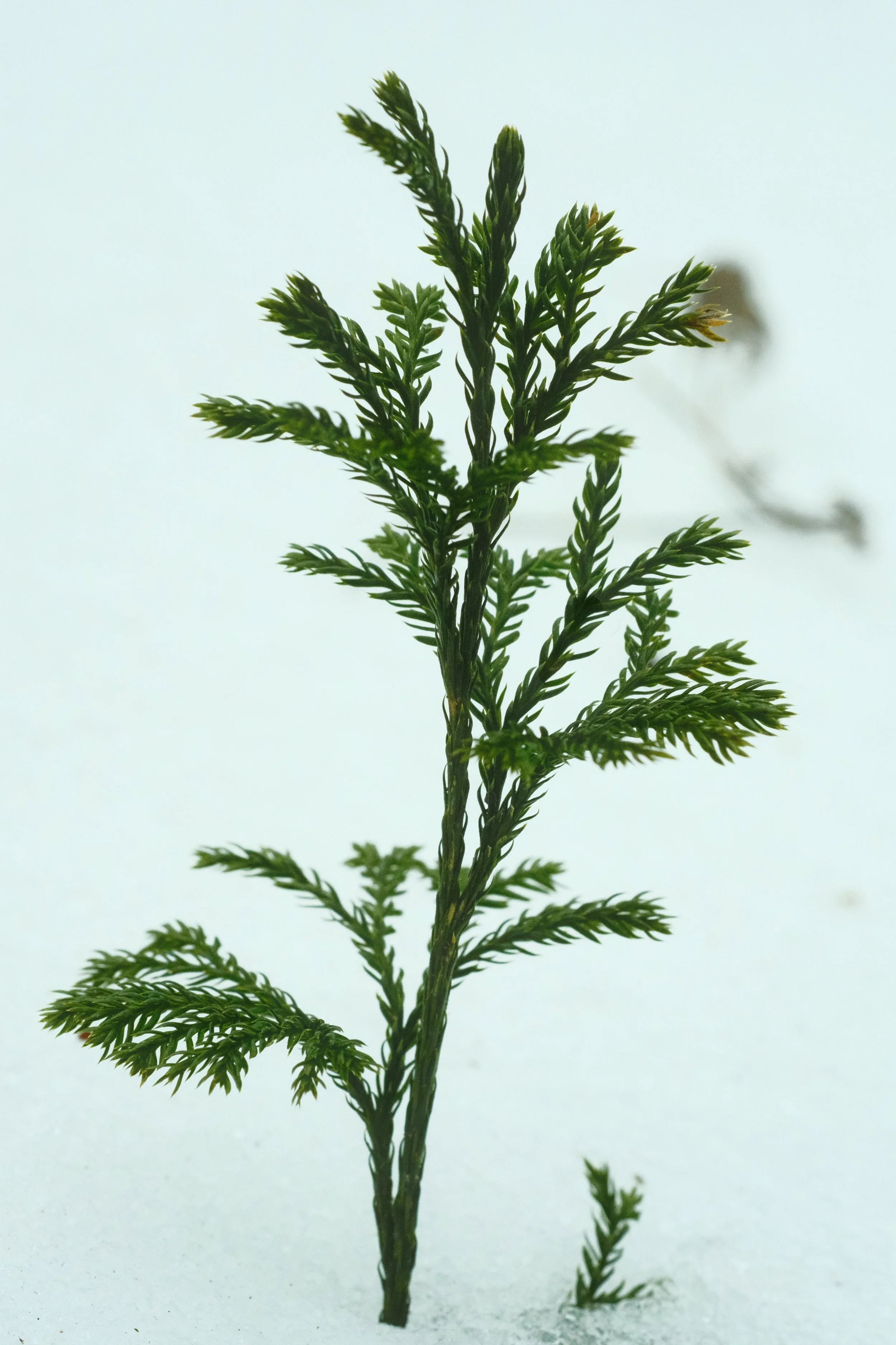 SPEN_03596.jpg