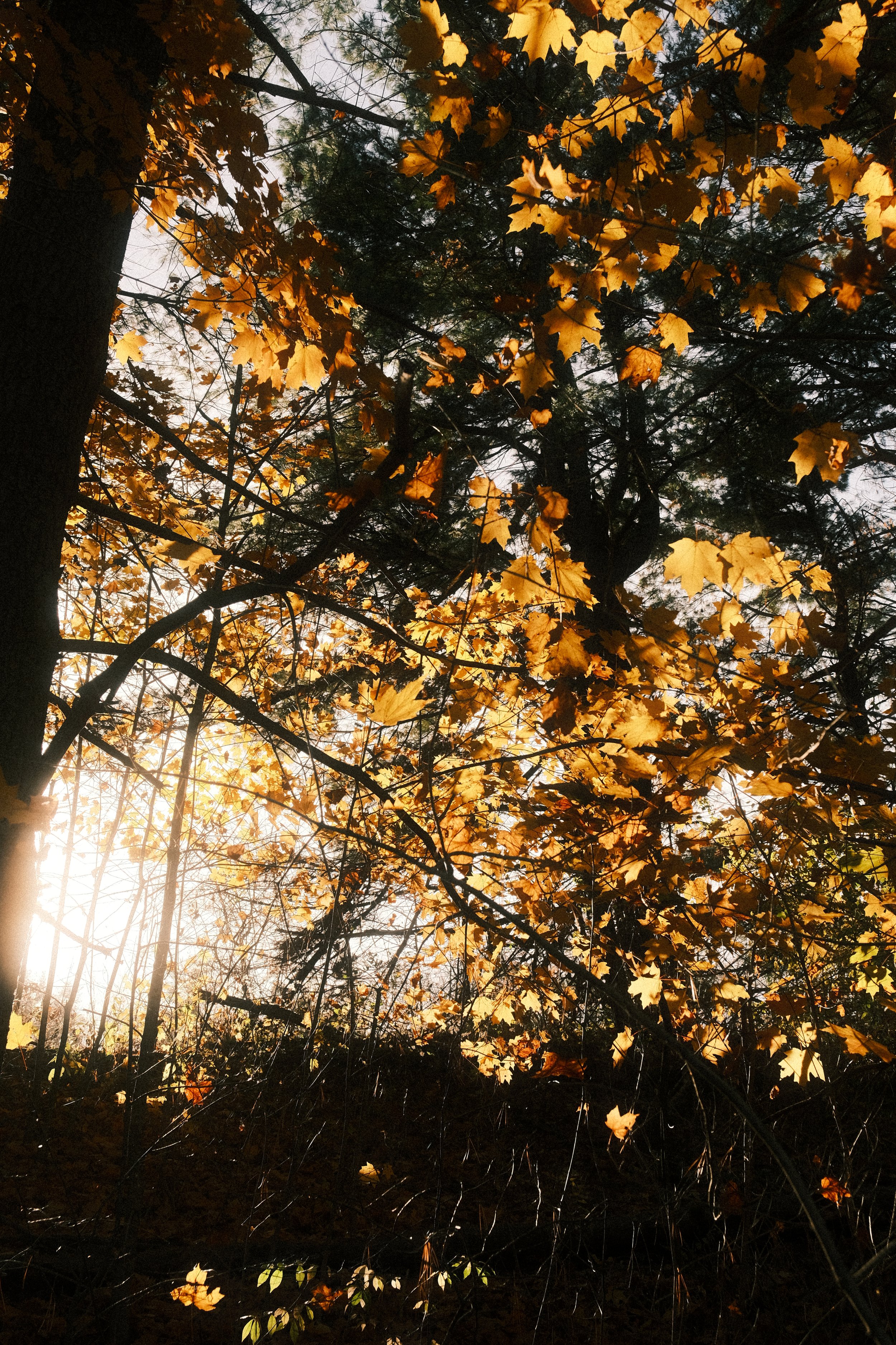 SPEN_01236.jpg