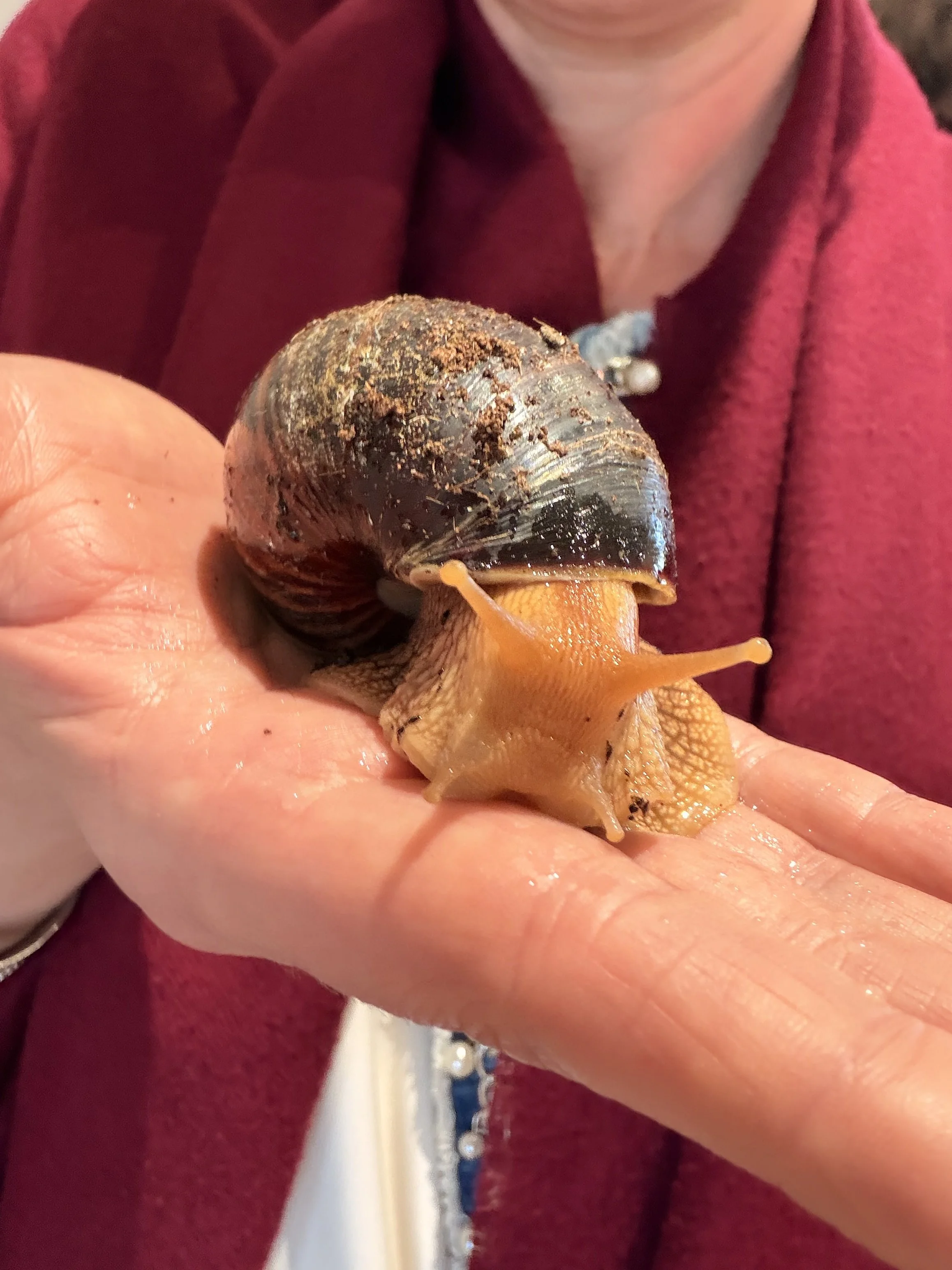 2025 | SOuth Africa Exploring Giant Snails at Regenerative Farm