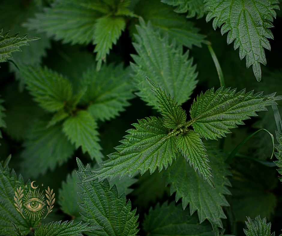 Stinging Nettle