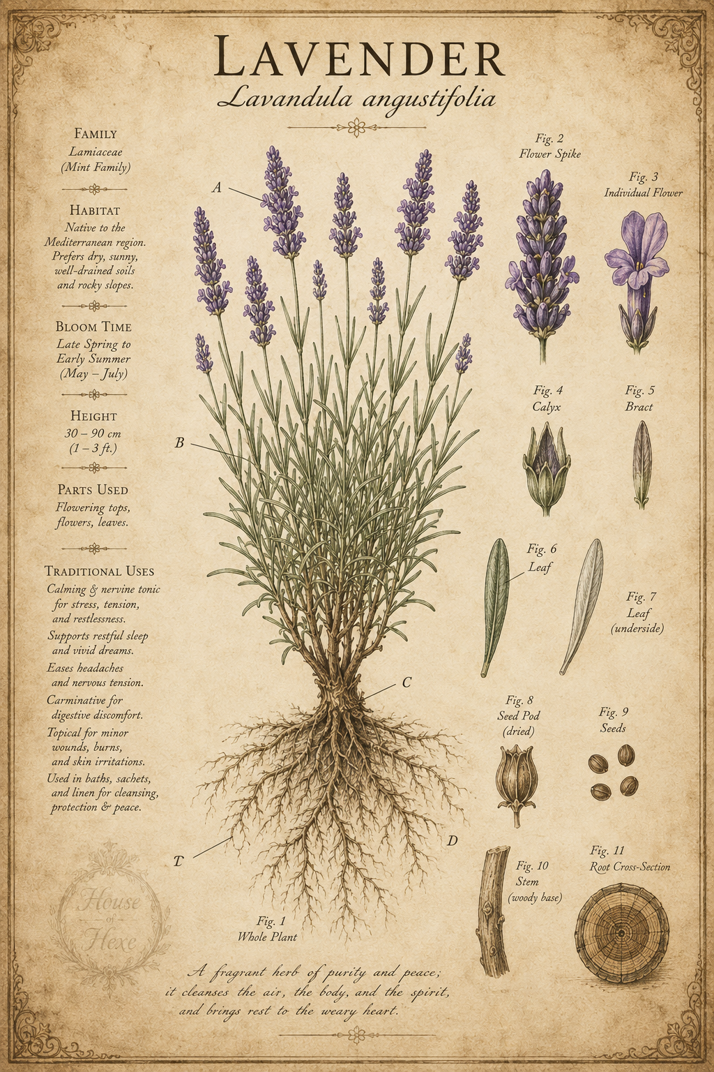 Lavender | Lavandula angustifolia