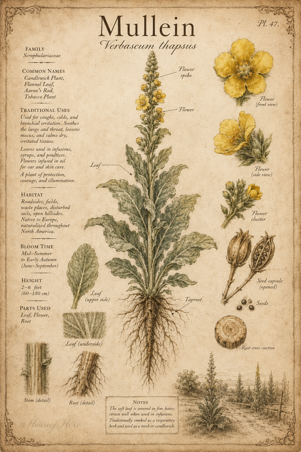 Mullein | Verbascum thapsus