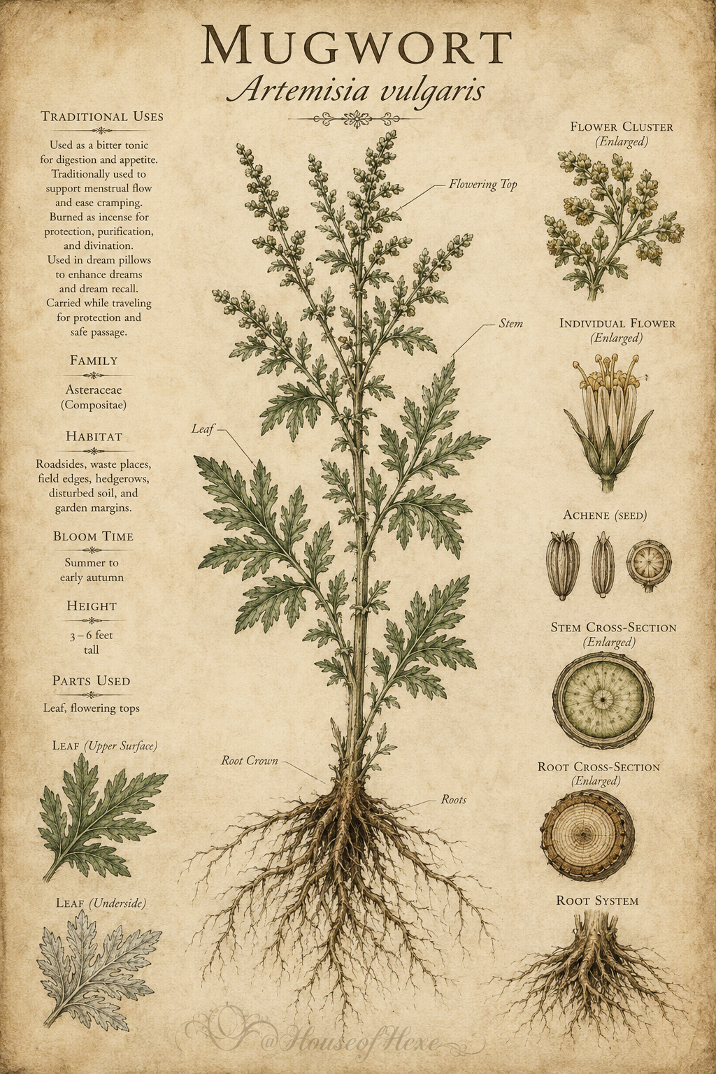 Mugwort | Artemisia vulgaris