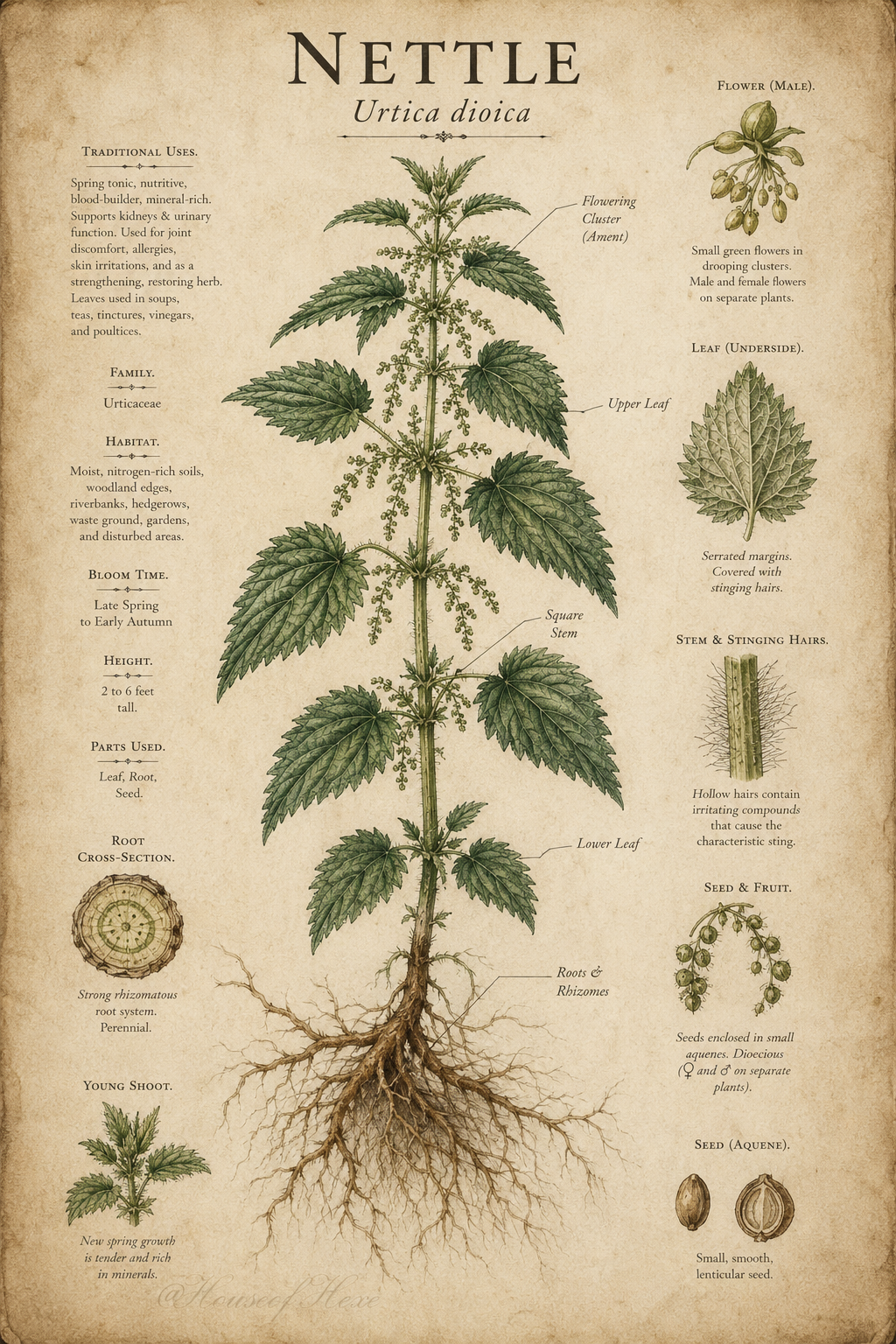 Nettle | Urtica dioica