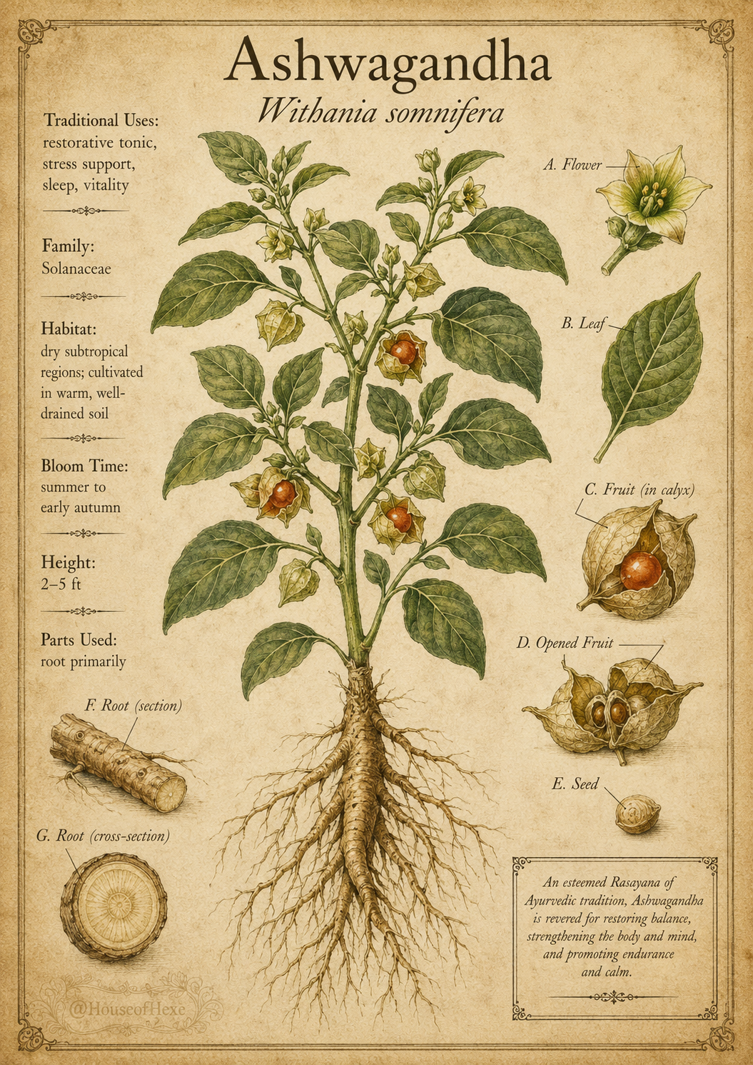 Ashwagandha | Withania somnifera