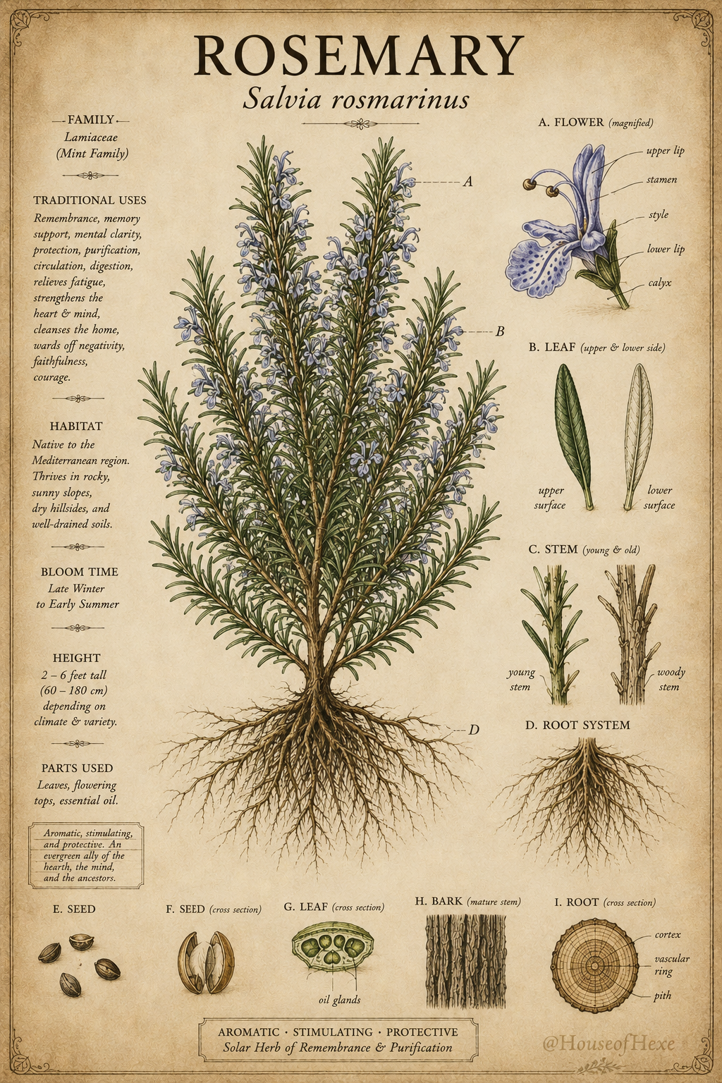 Rosemary | Salvia rosmarinus