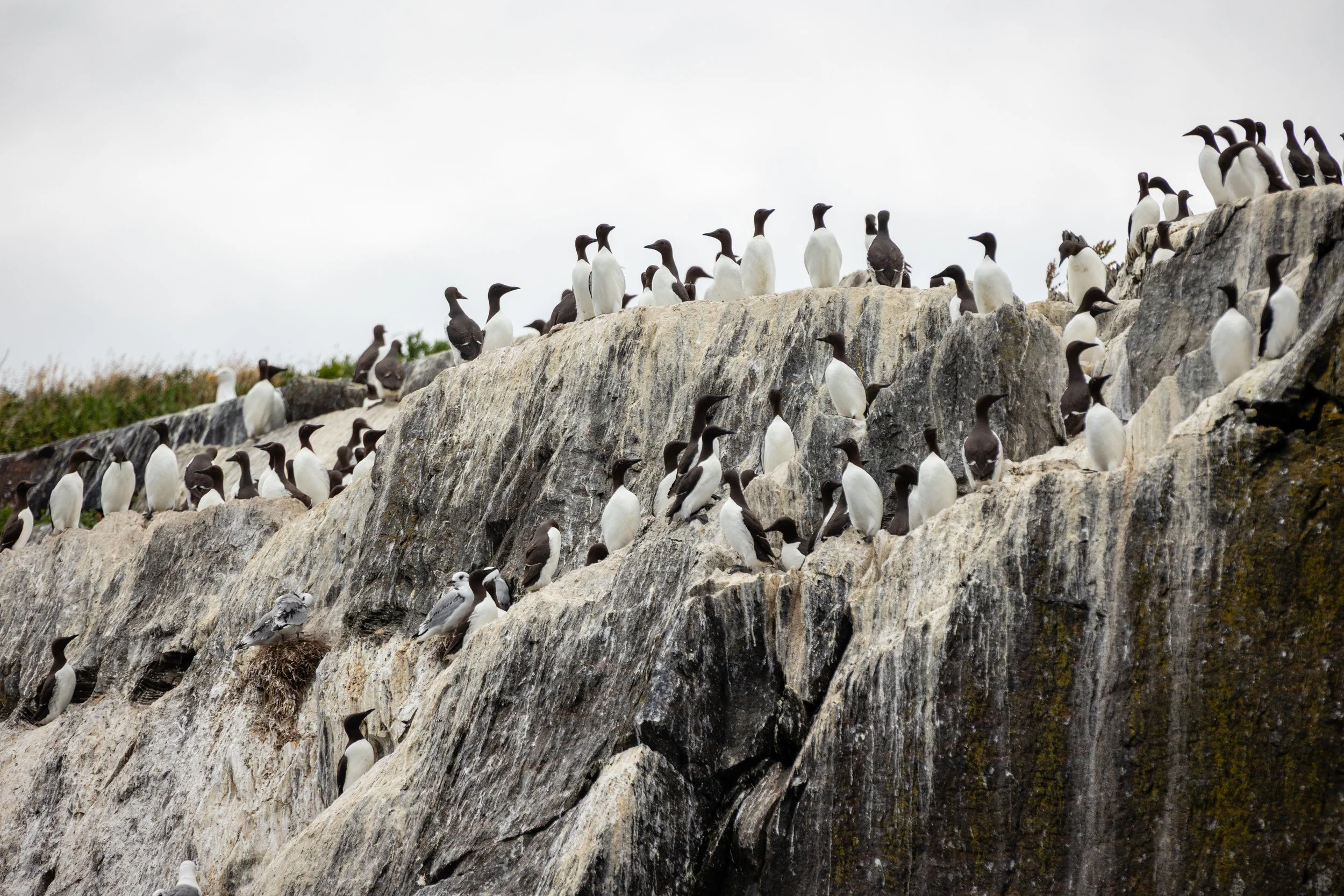 Witless Bay Ecological Reserve