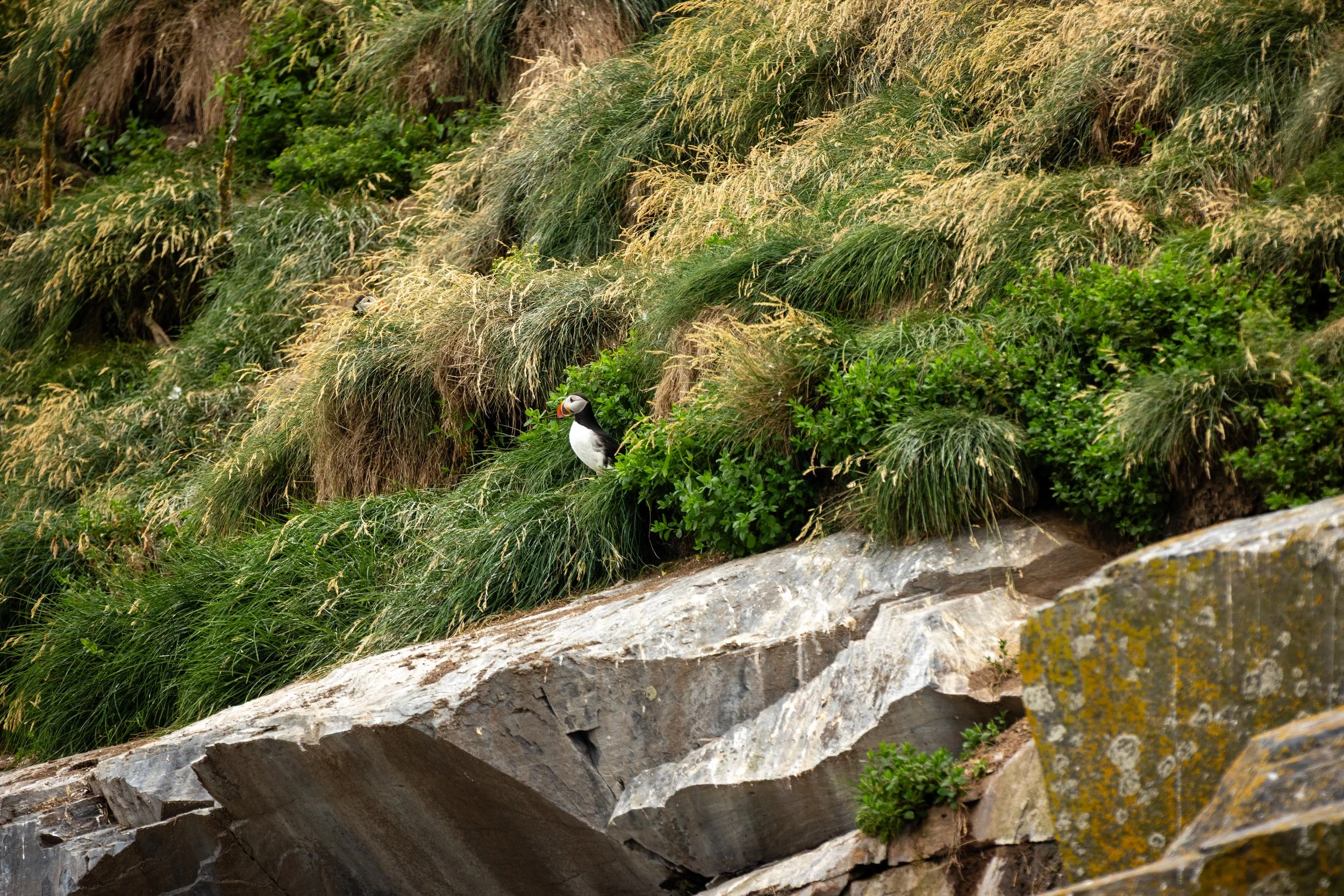 Witless Bay Ecological Reserve