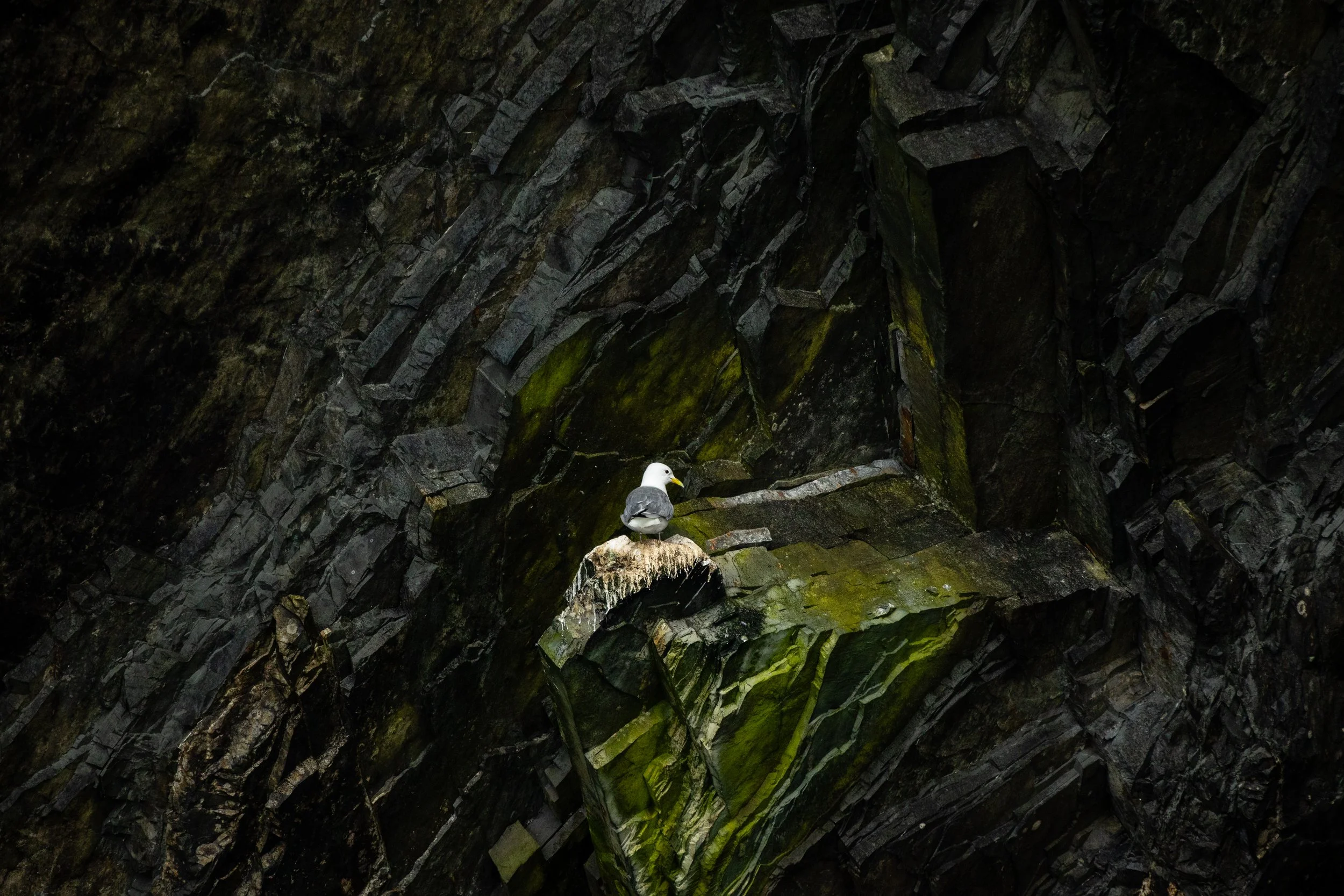 Witless Bay Ecological Reserve