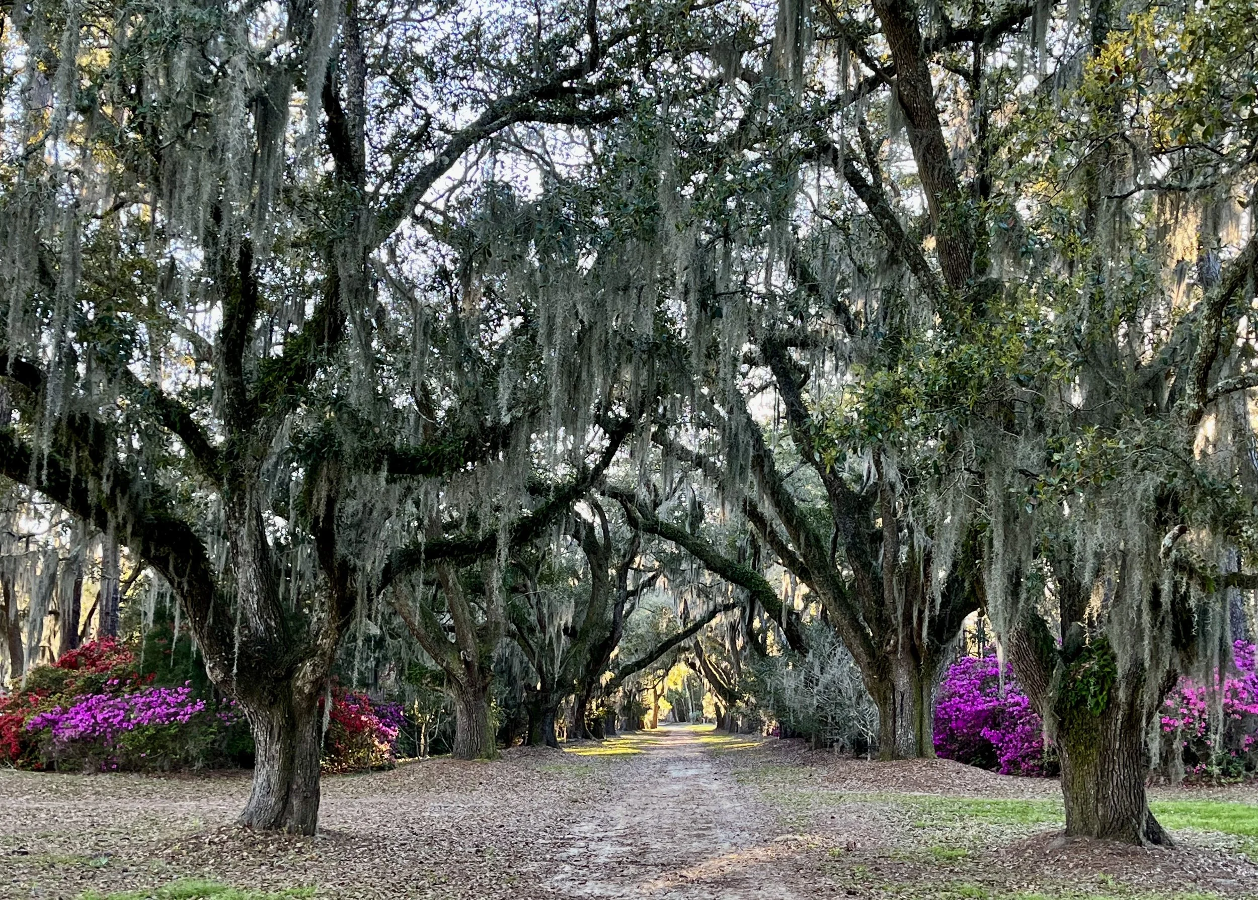 Spring under the oaks at Springfield Estates Georgetwon SC.jpg