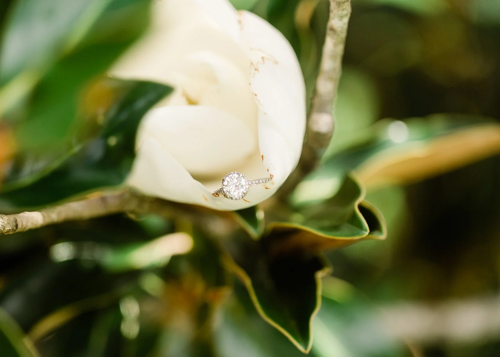 Engagement Ring on a magnolia flower.jpg
