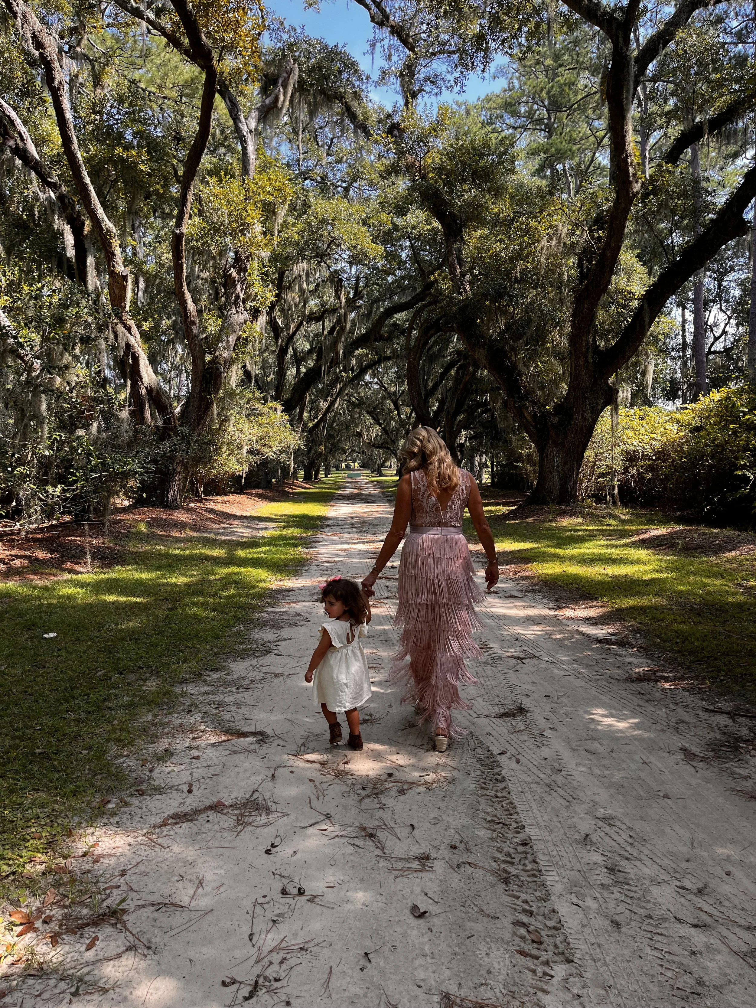 Avenue of Oaks at the venue at springfield estates