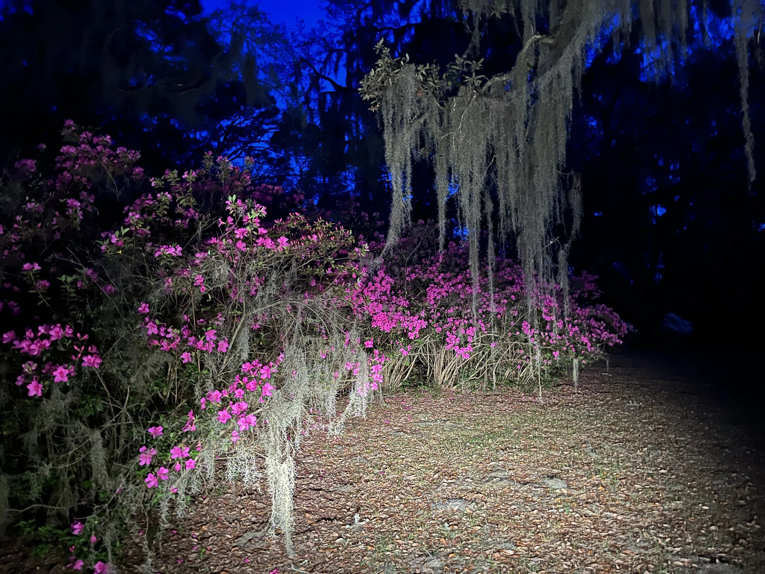 Evening Azaleas.jpg