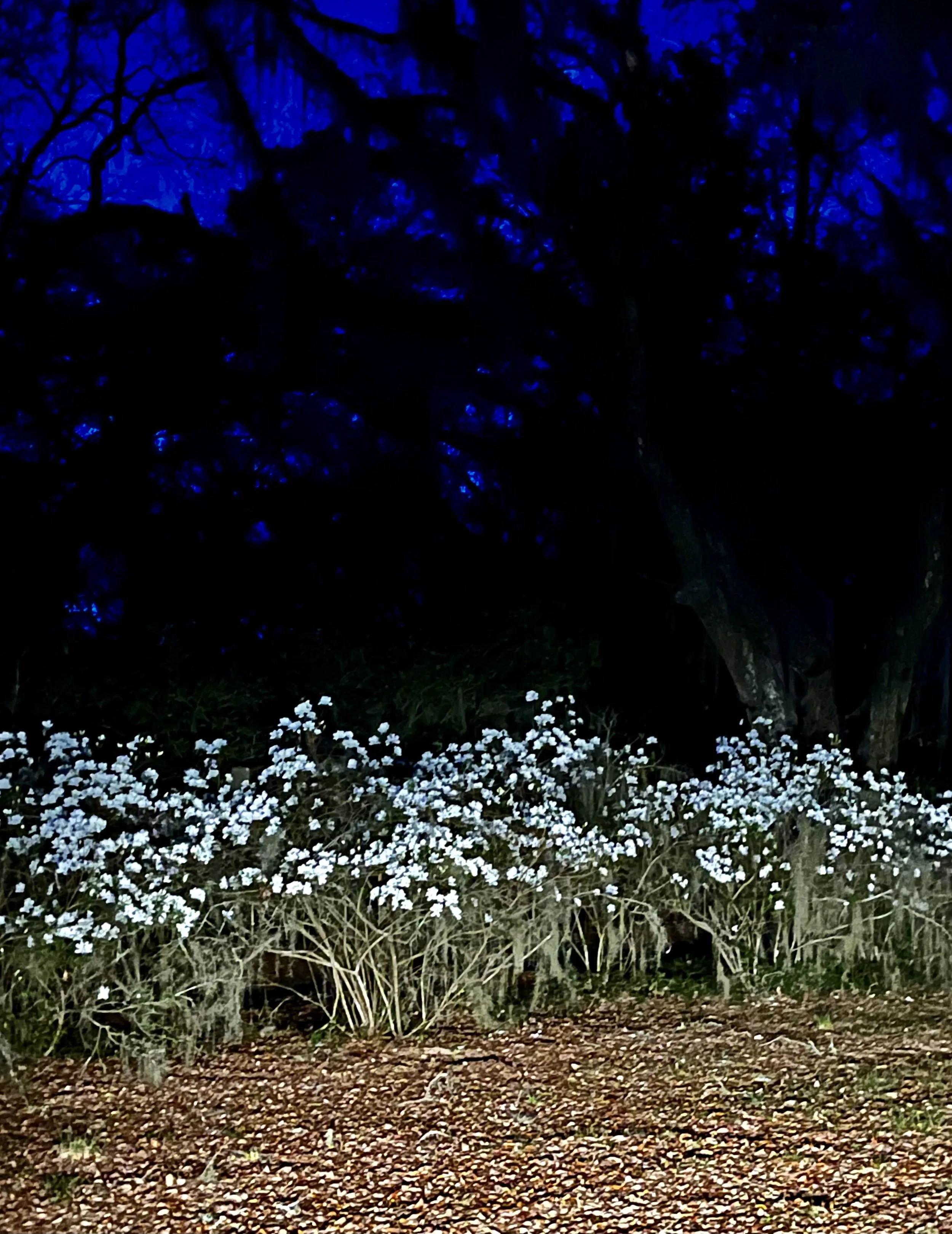 Glowing white Azaleas.jpg