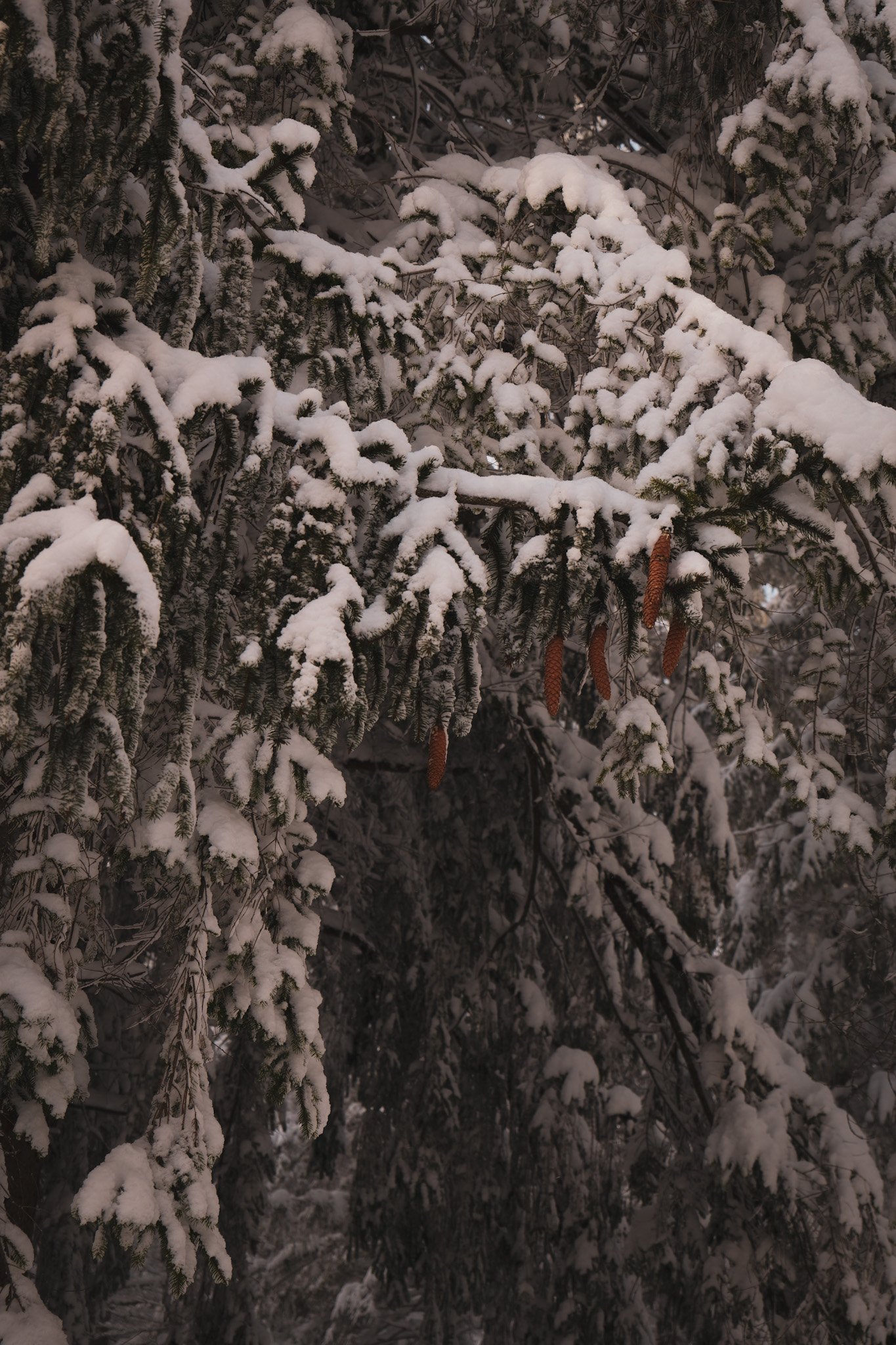 The Illusion of Difficulty 