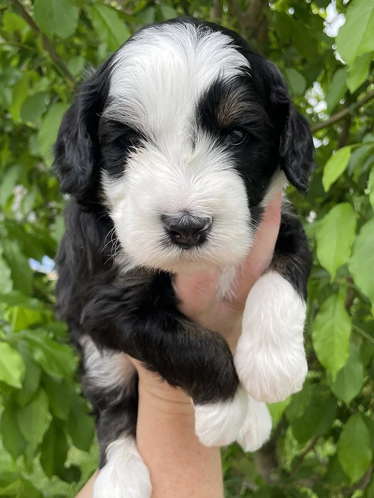 Basil-1 copy.jpg