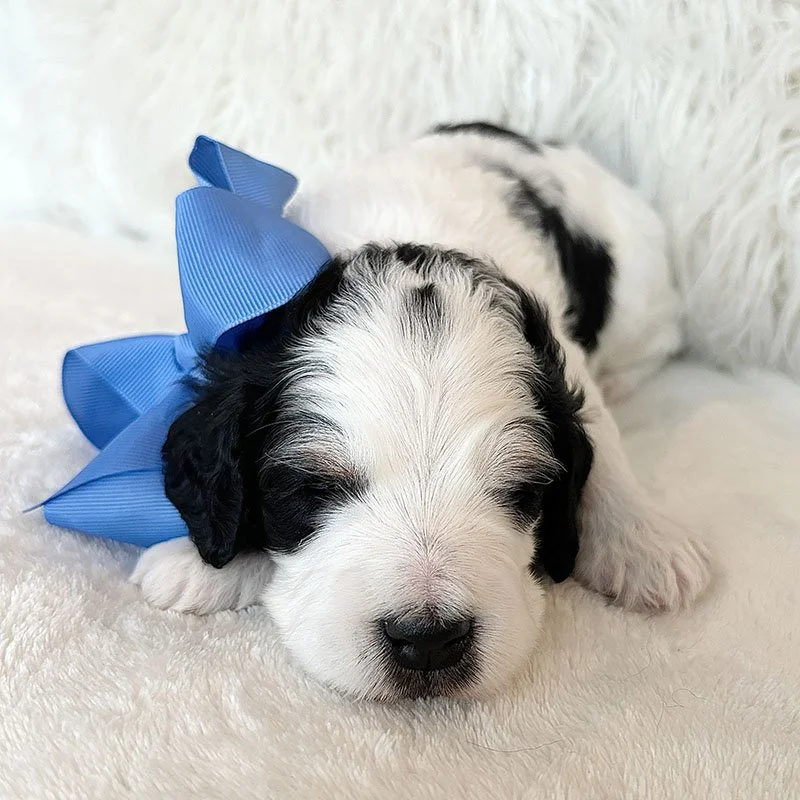 Chester 3weeks copy.jpg