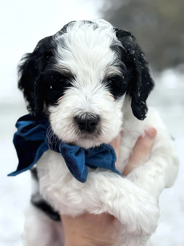 Chester 4 weeks.jpg