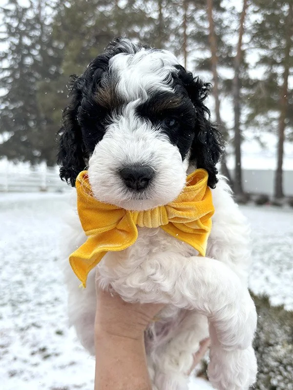 Norman 4 weeks.jpg
