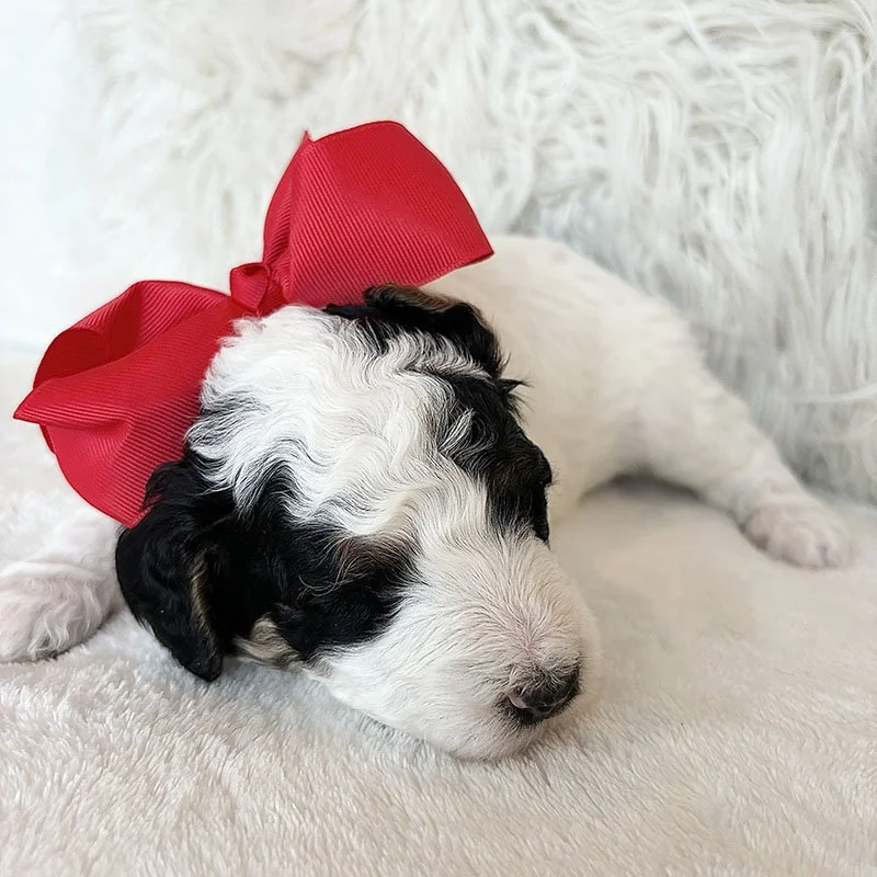 Hank 3weeks copy.jpg