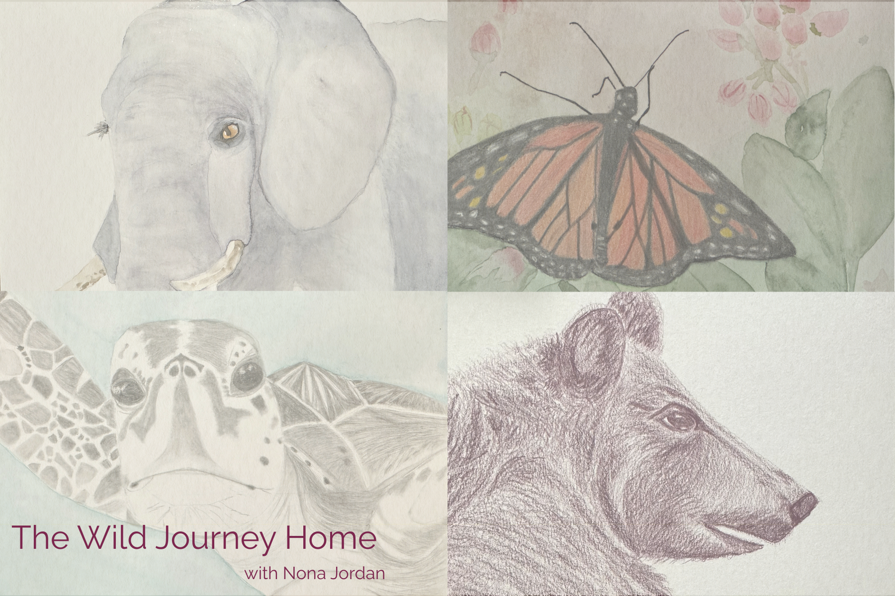  How The Animals Brought Me Home