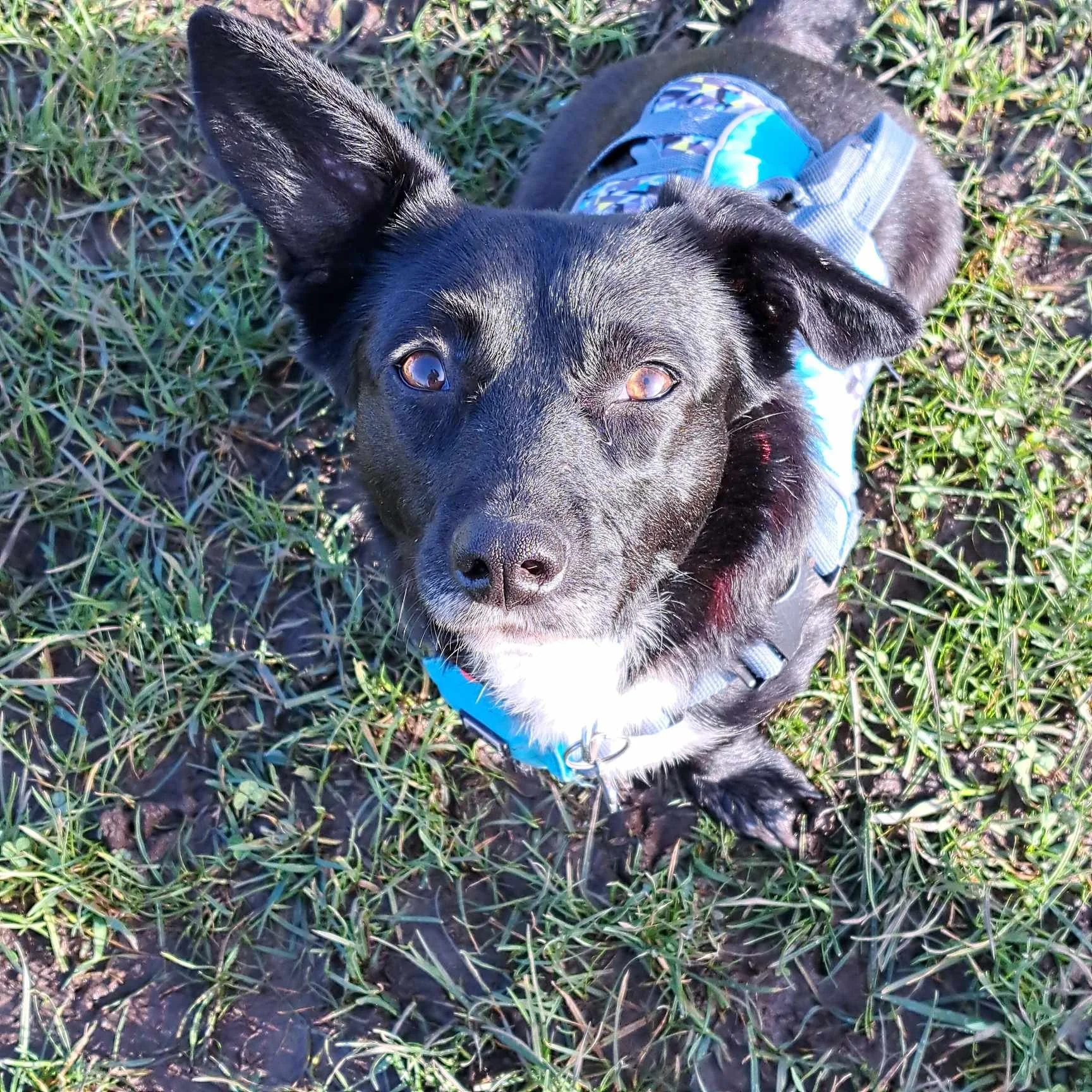 Tully ADOPTED