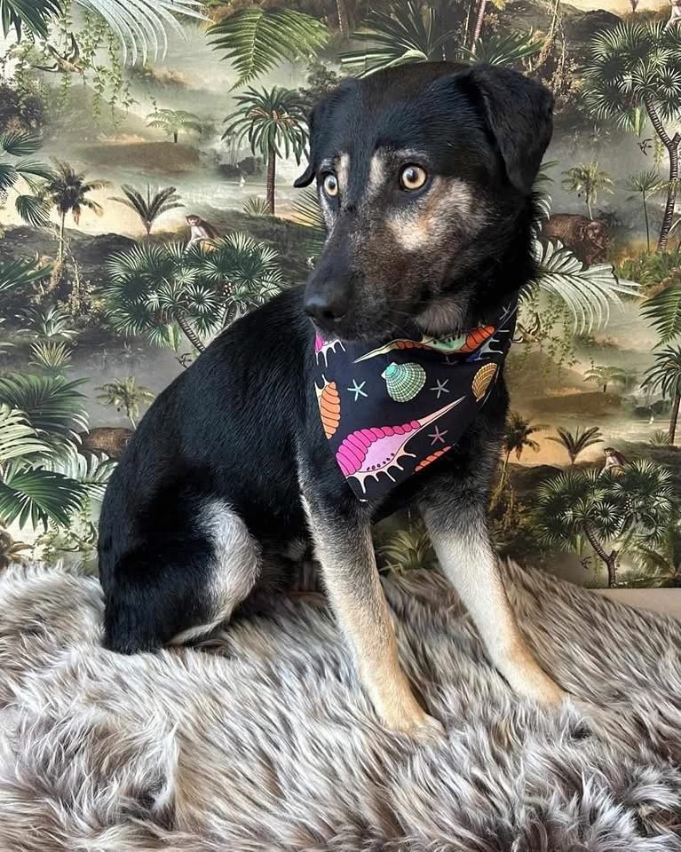 Zorro - Reserved
