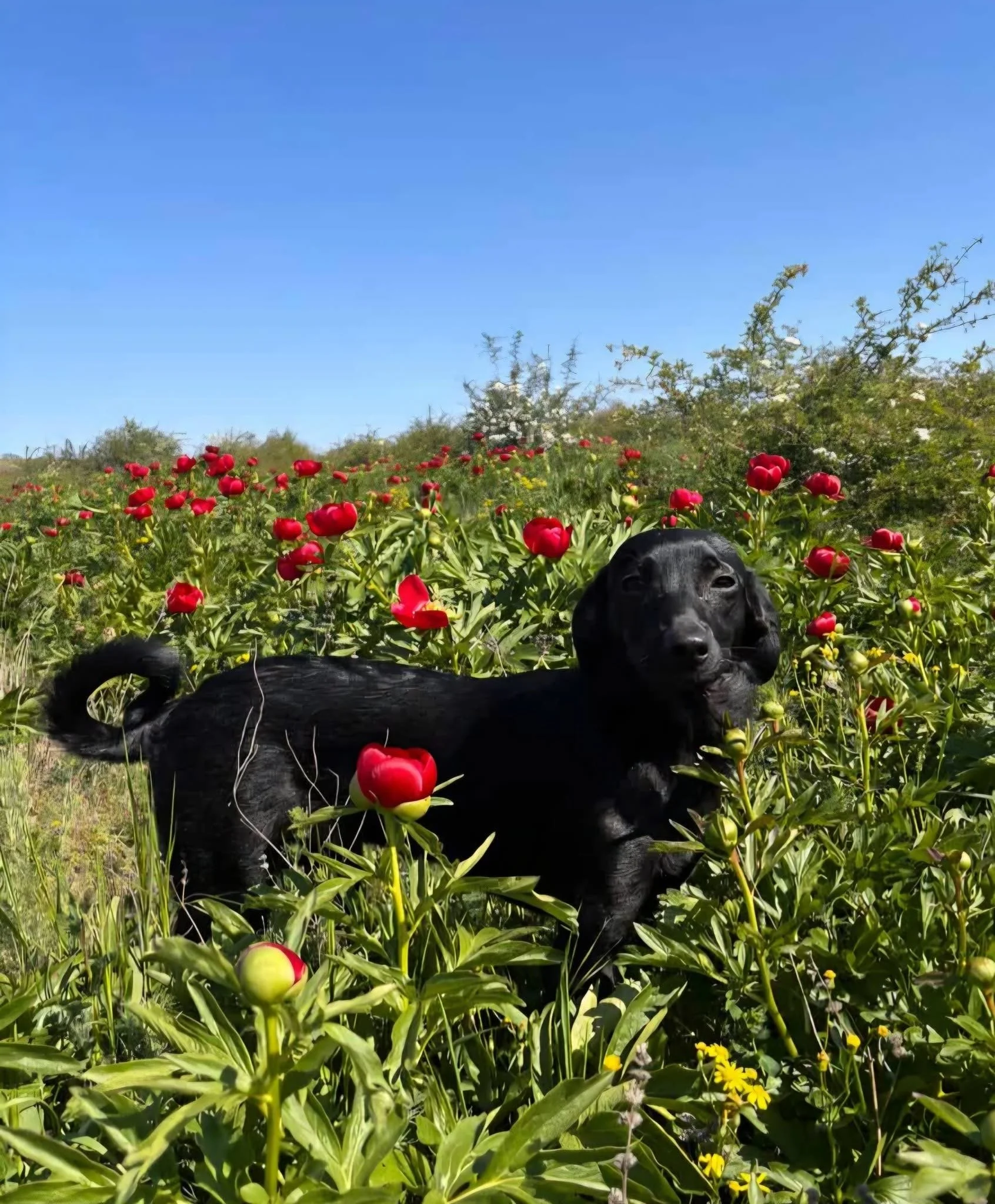 Nori(Tara) - ADOPTED