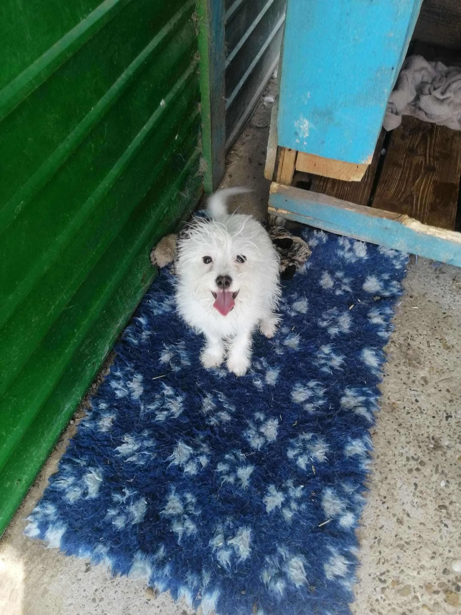 Suki