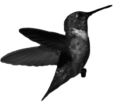 hummingbird.gif
