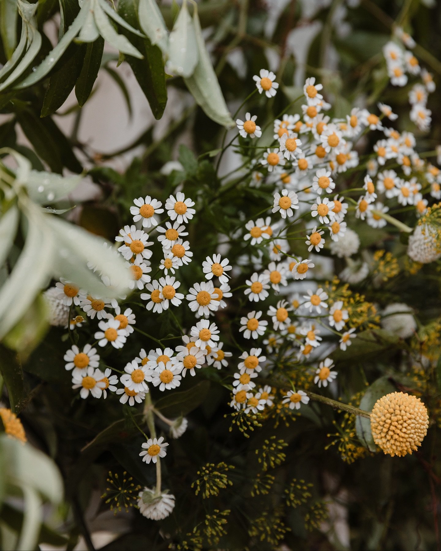 When your wedding programs fit the venue aesthetics.🌿🌼
.
📸&nbsp;: @laurenkallen
.
#weddingplanner #dreambig #outdoorwedding #adk #upstateny #upstatewedding #gettingmarried #bridetobe #mrsandmr #womenowned #events #eventplanner #eventdesign #engage