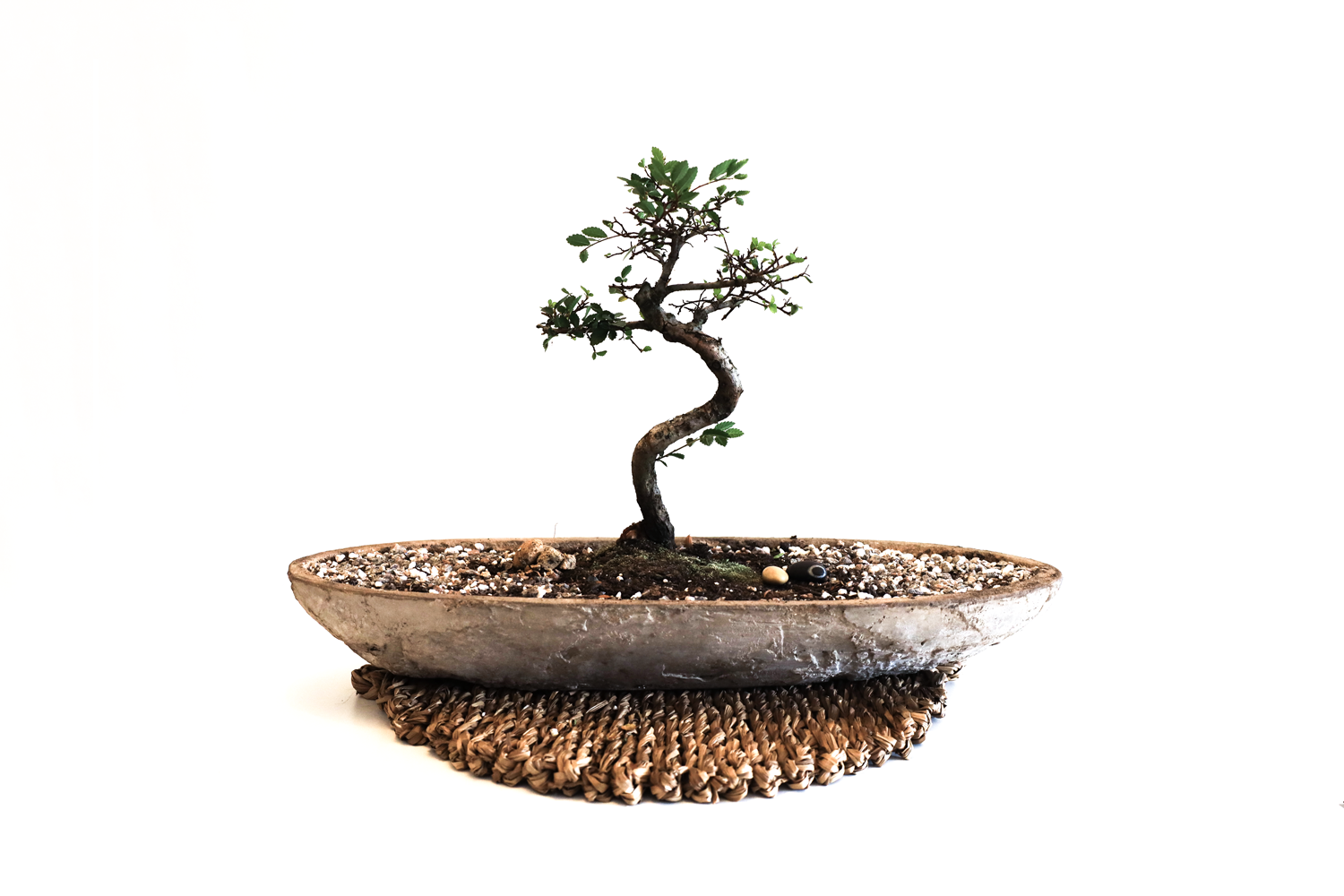 Bonsai.png