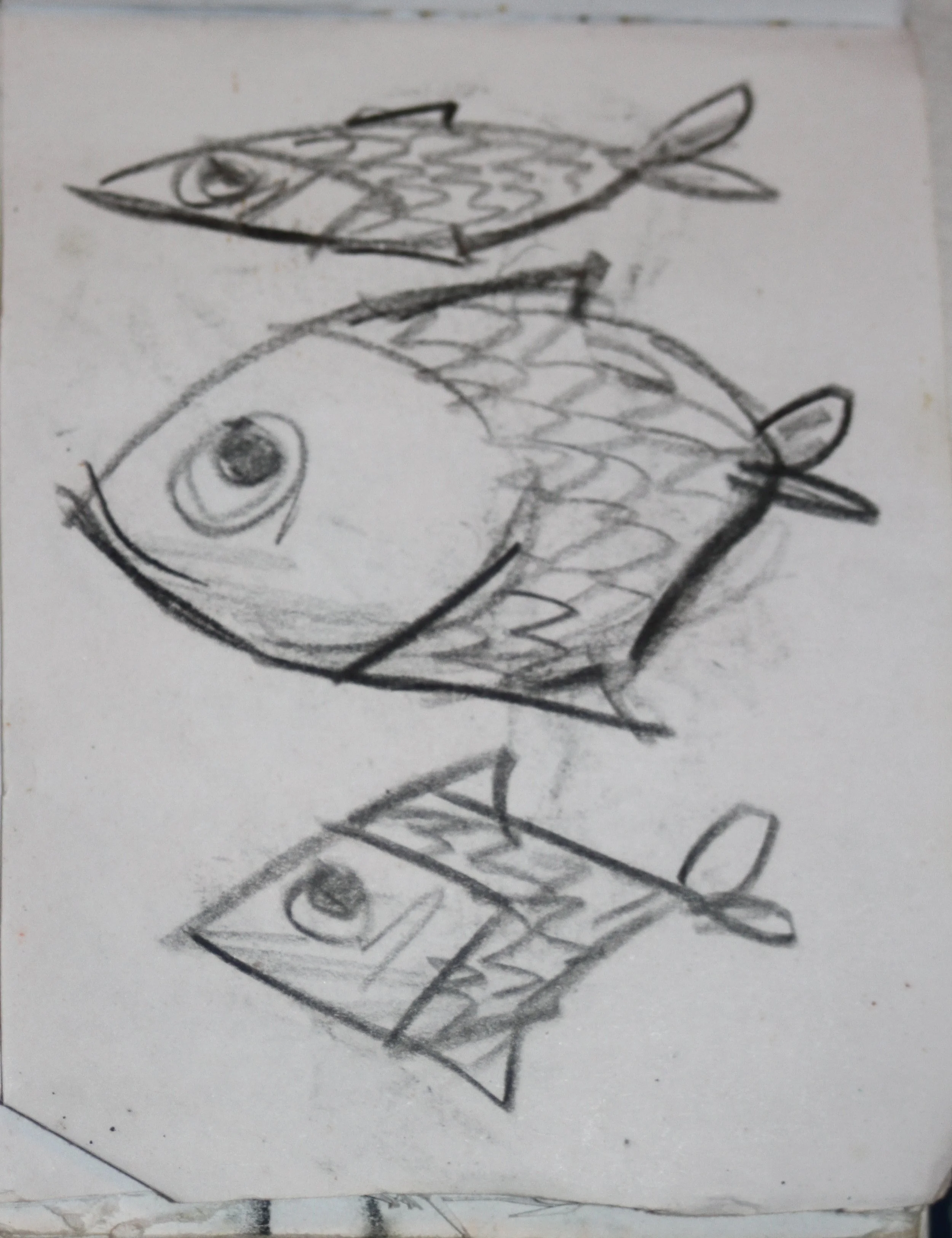 Sketch of three fish with similar body shapes, dorsal fins, and tails, all drawn in black ink on a white surface.