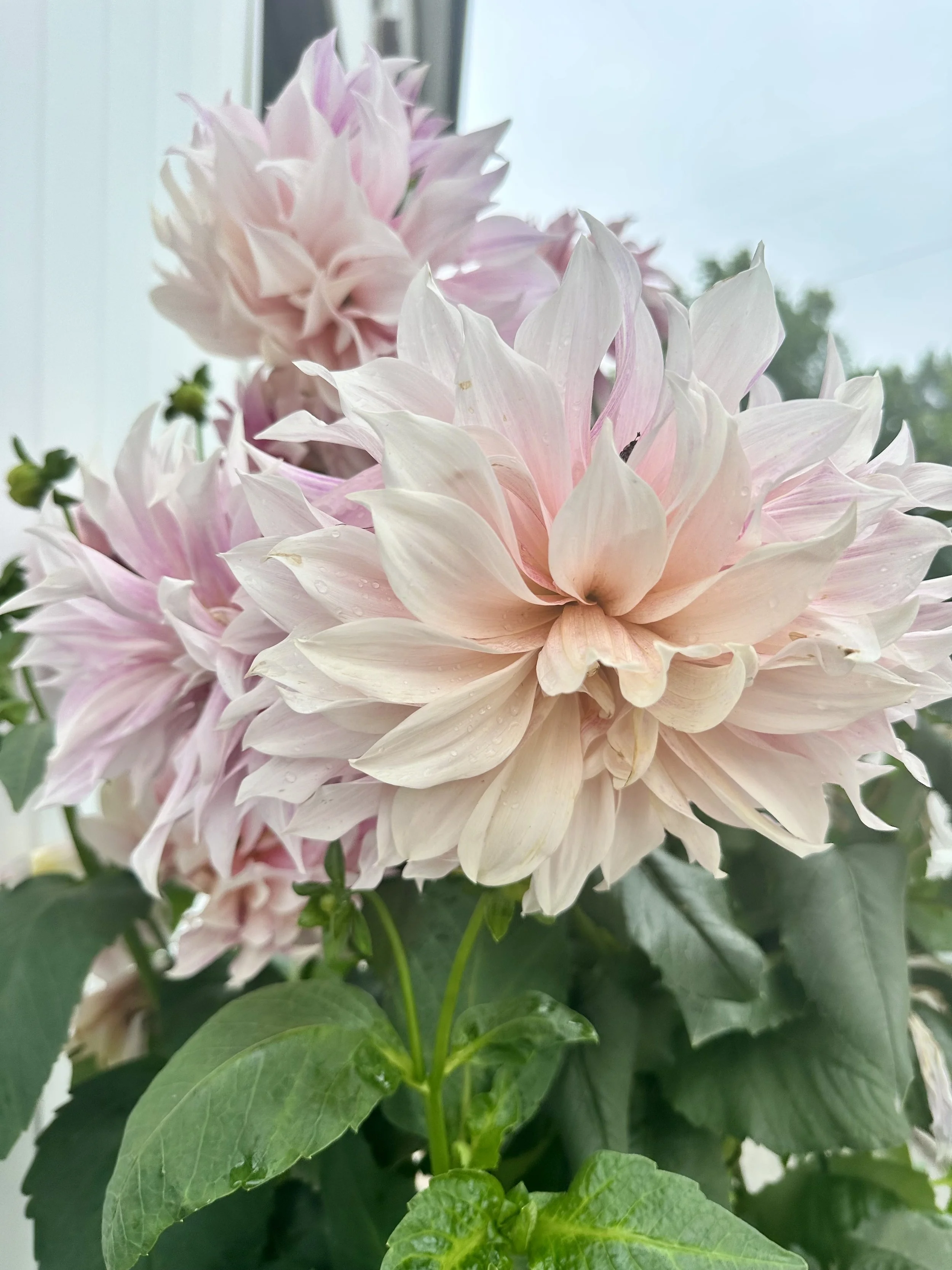 FullSizeRender 2.jpeg