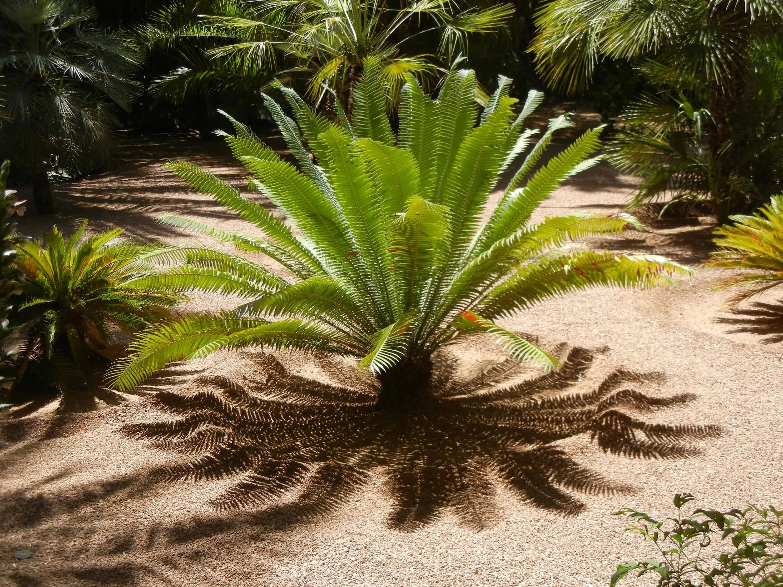 Jardin Majorelle, Marrakesh, Morocco