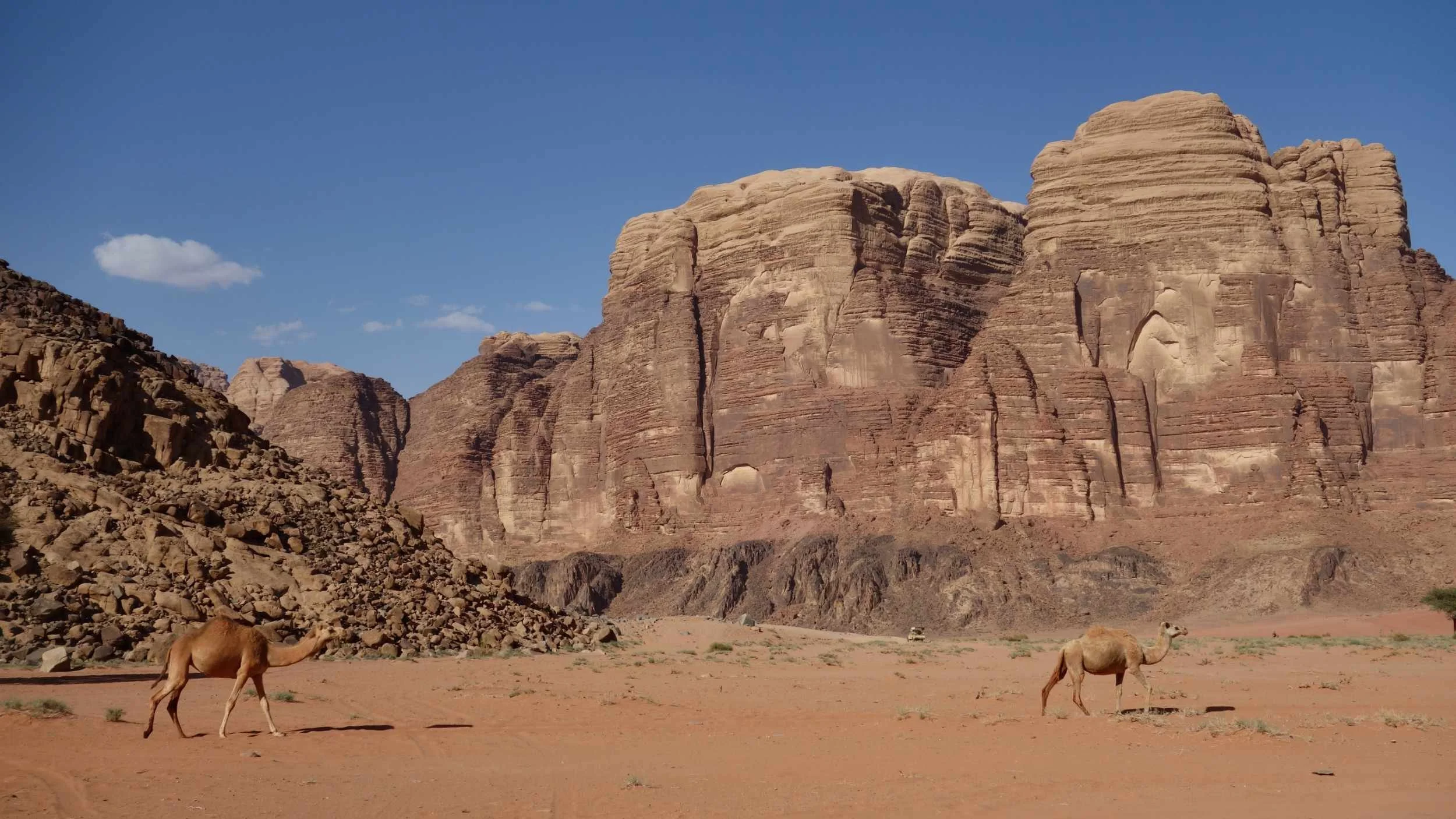 Camels in Wadi Rum, Jordan
