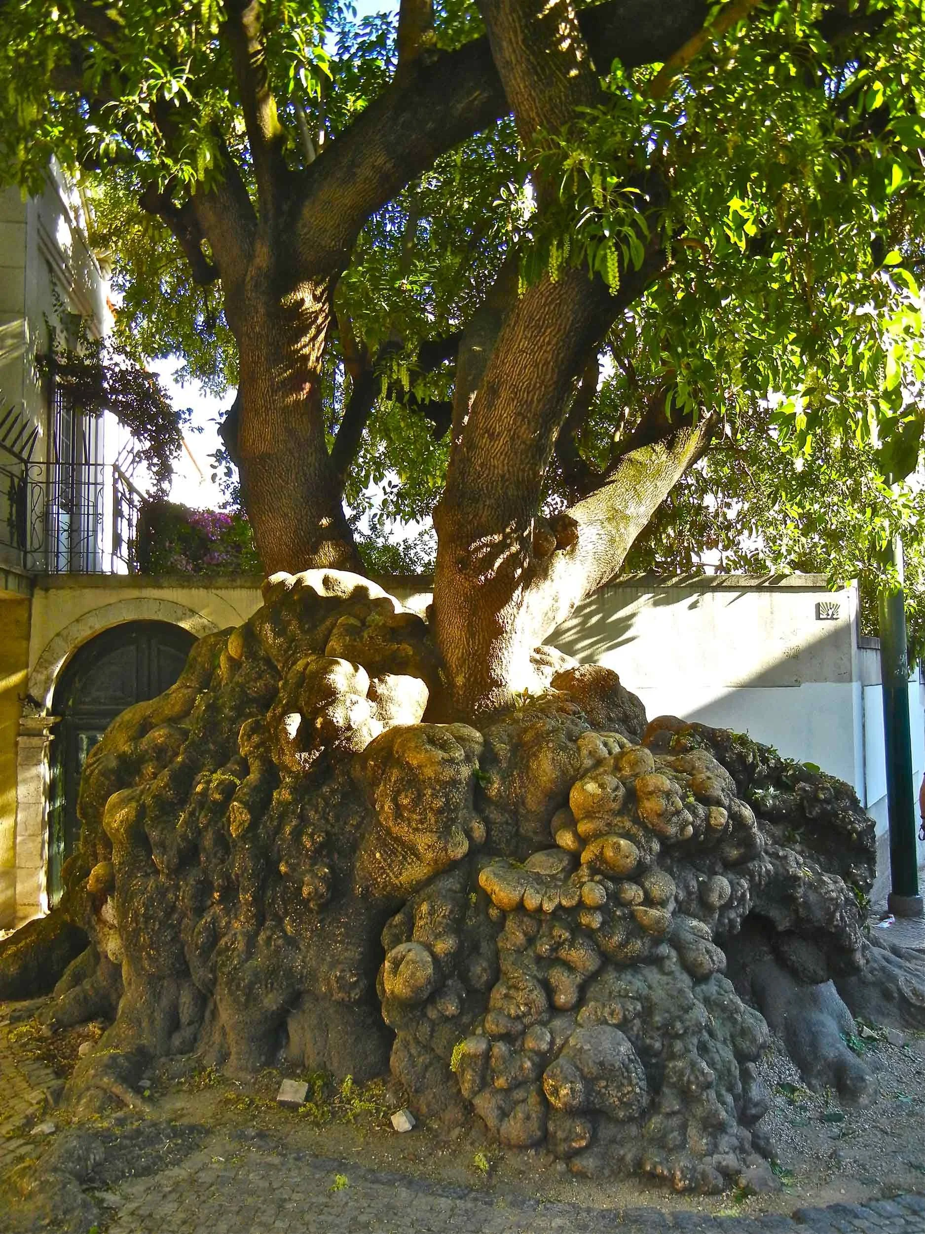 Gnarled Ombu tree, Lisbon, Portugal